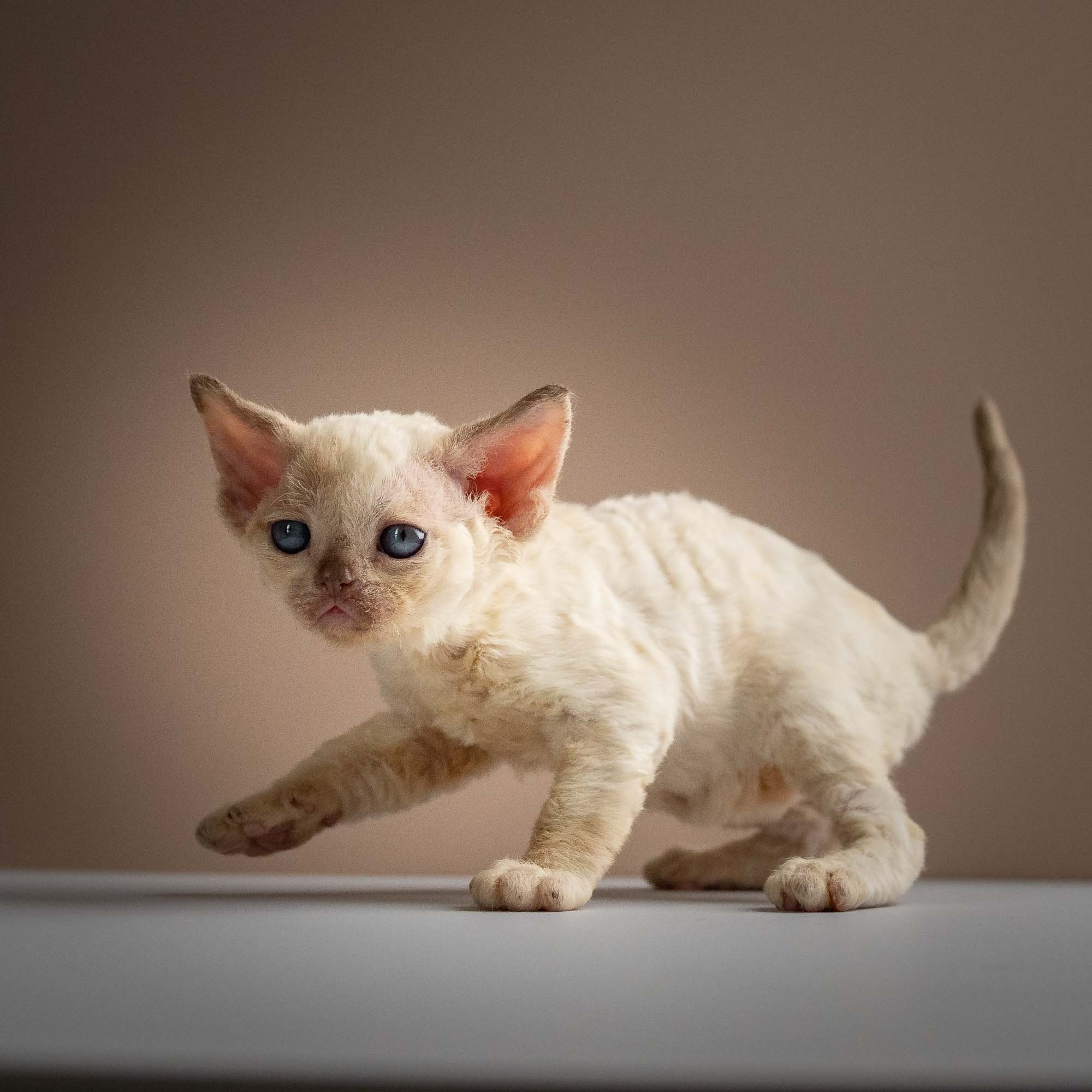Rosalie,  girl, born 05.08.26. Devon Rex Pixie Cattery