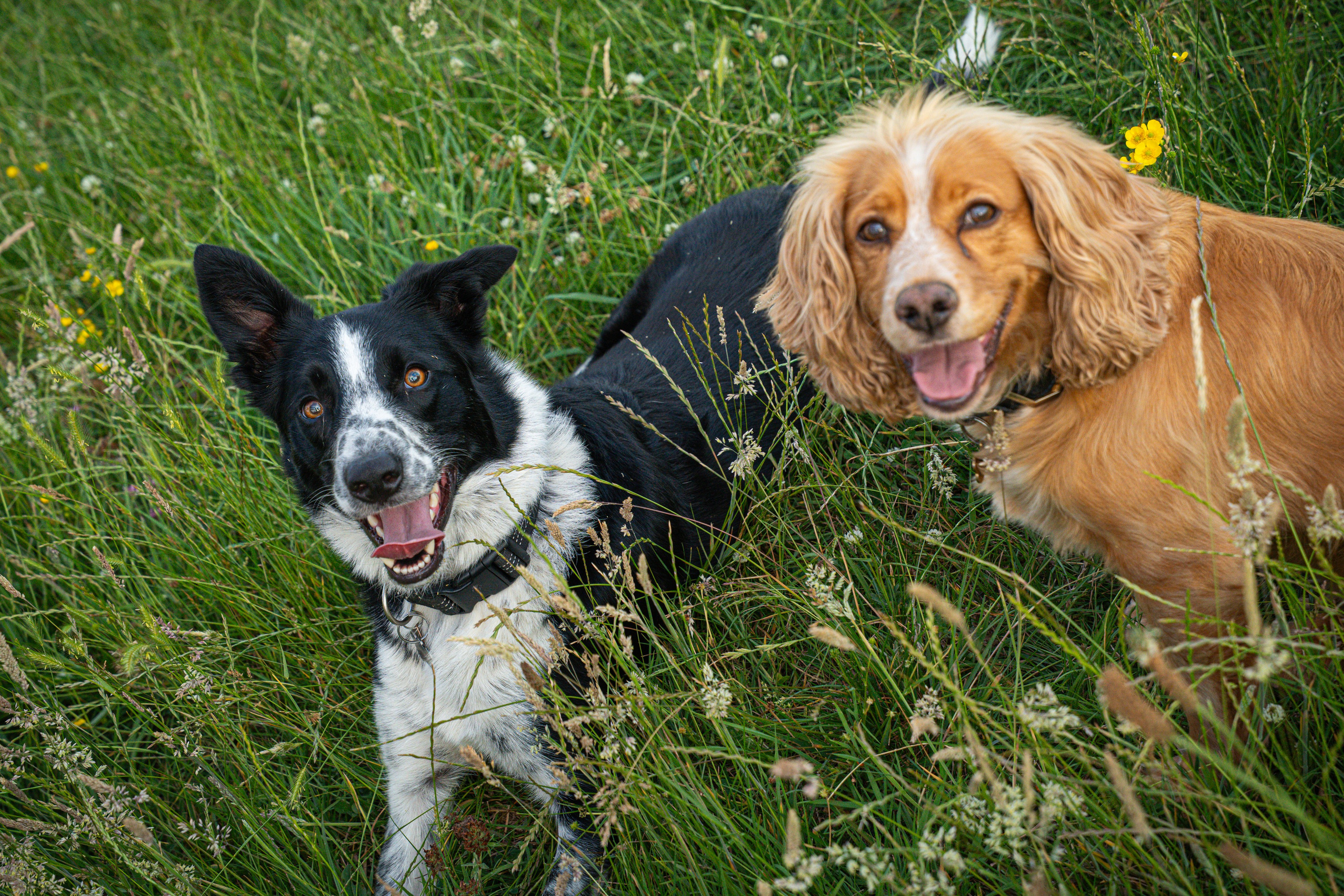 Pets. Ryan Hewitt Photographer