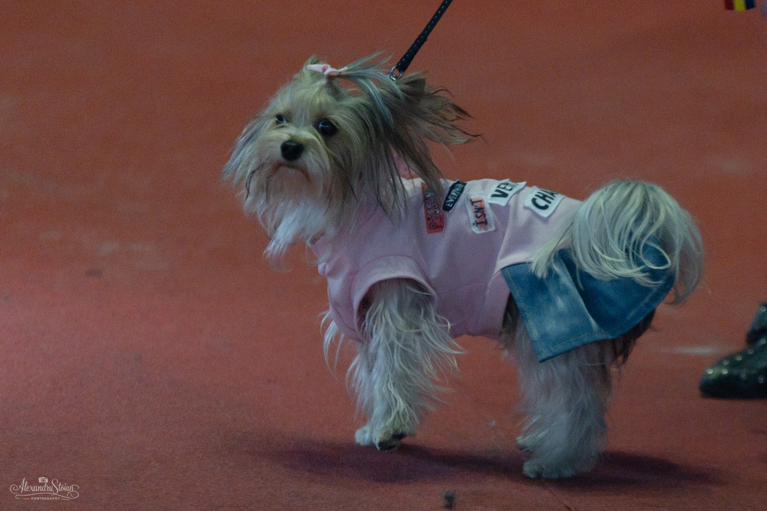 Pet EXPO. Http://www.alexphoto.ro