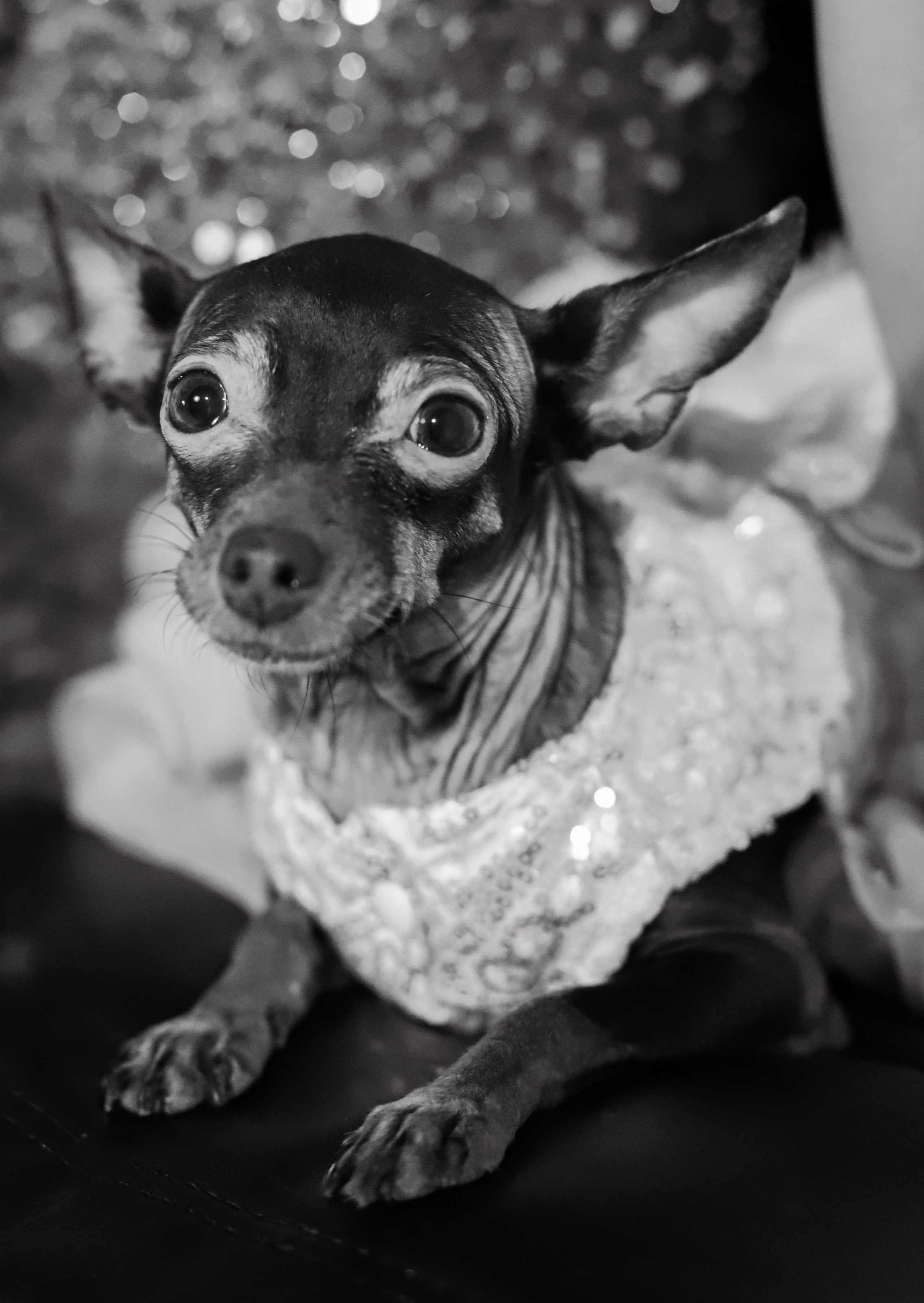 Victoria. VALERIIA VIUNOVA individual shooting\love story\event\brand