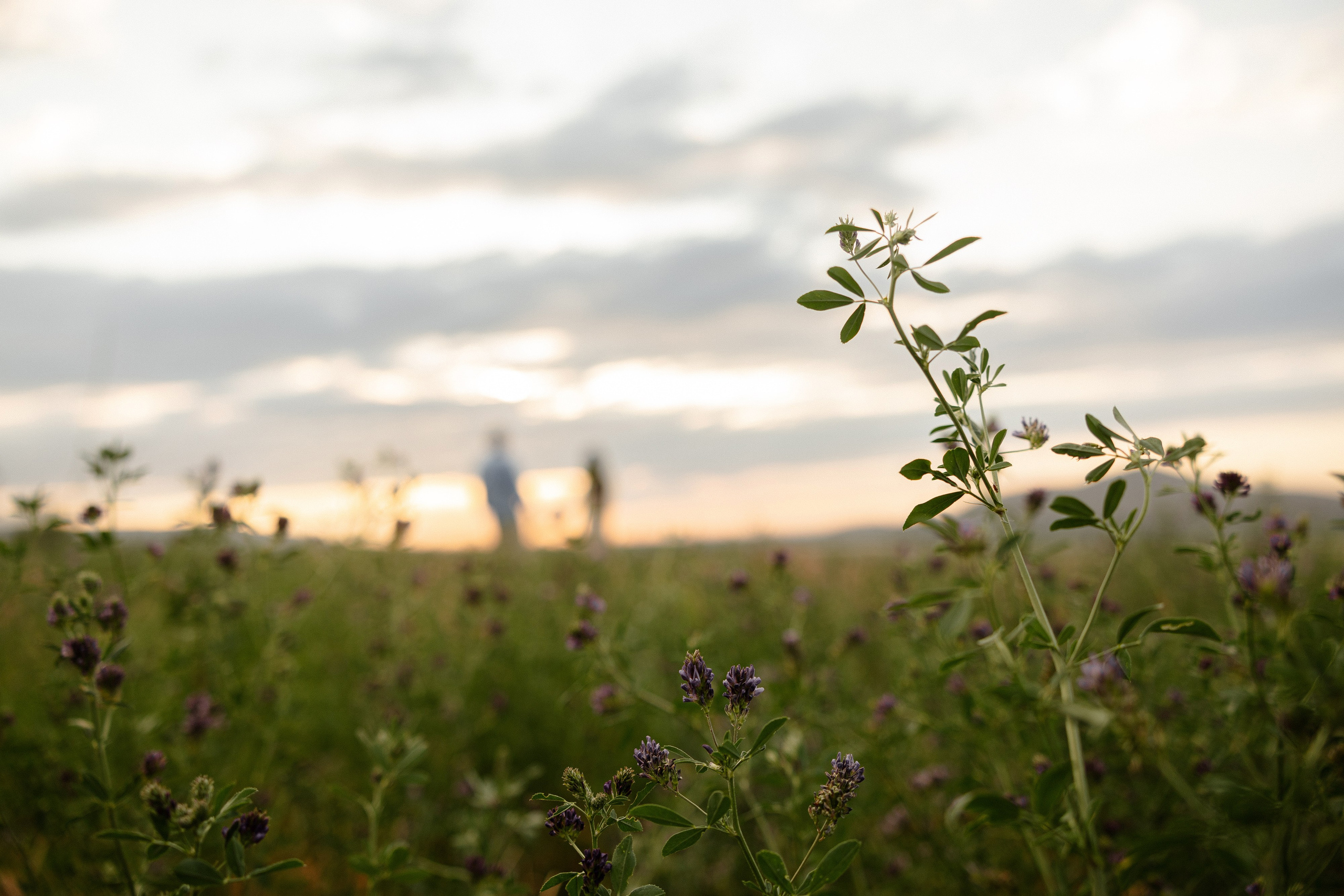Самат и Айжан. Азимжан Нуритдинходжаев — свадебный фотограф