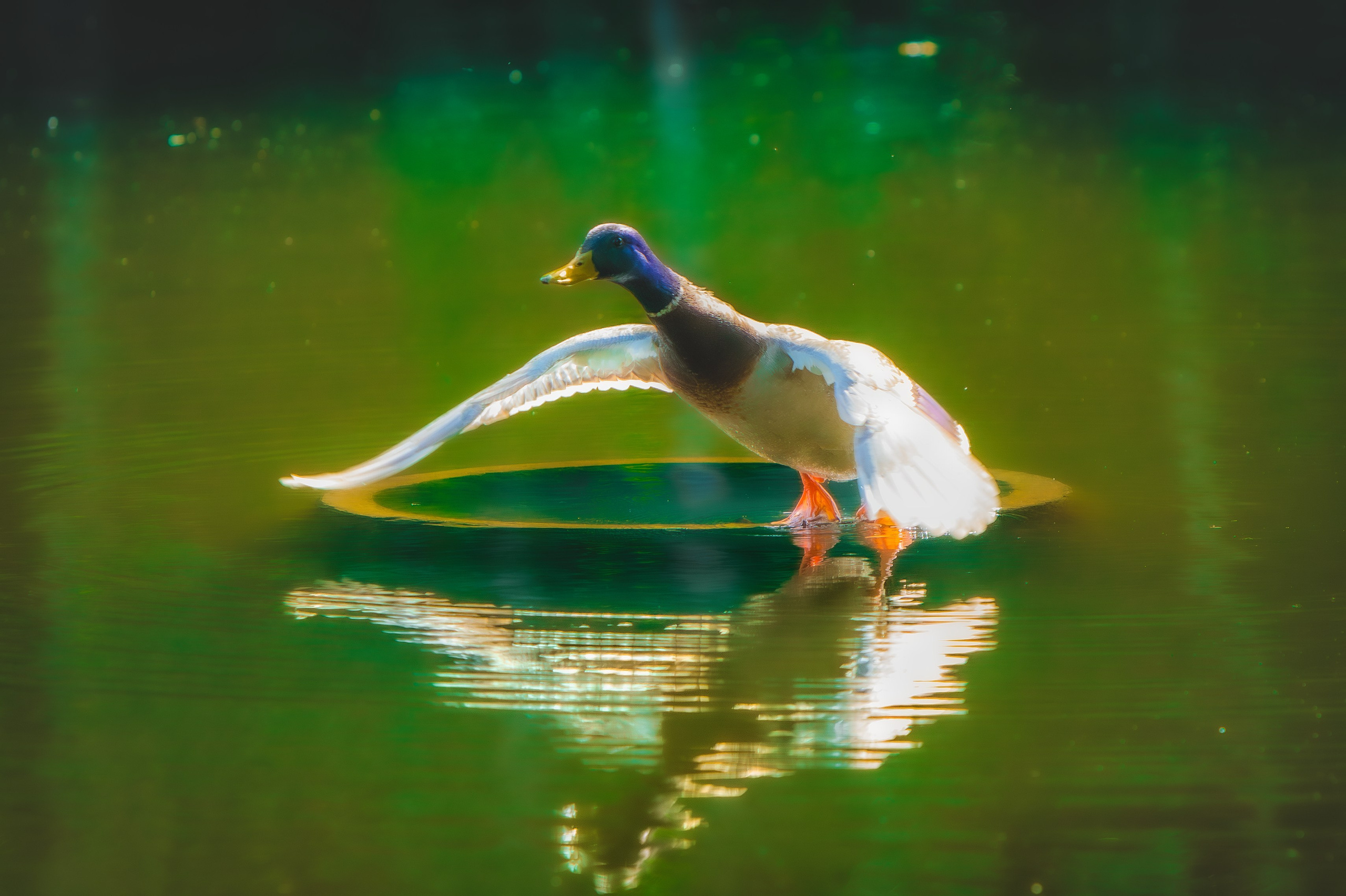 Portret bebeluș la botez realizat de Mitroi Iulian