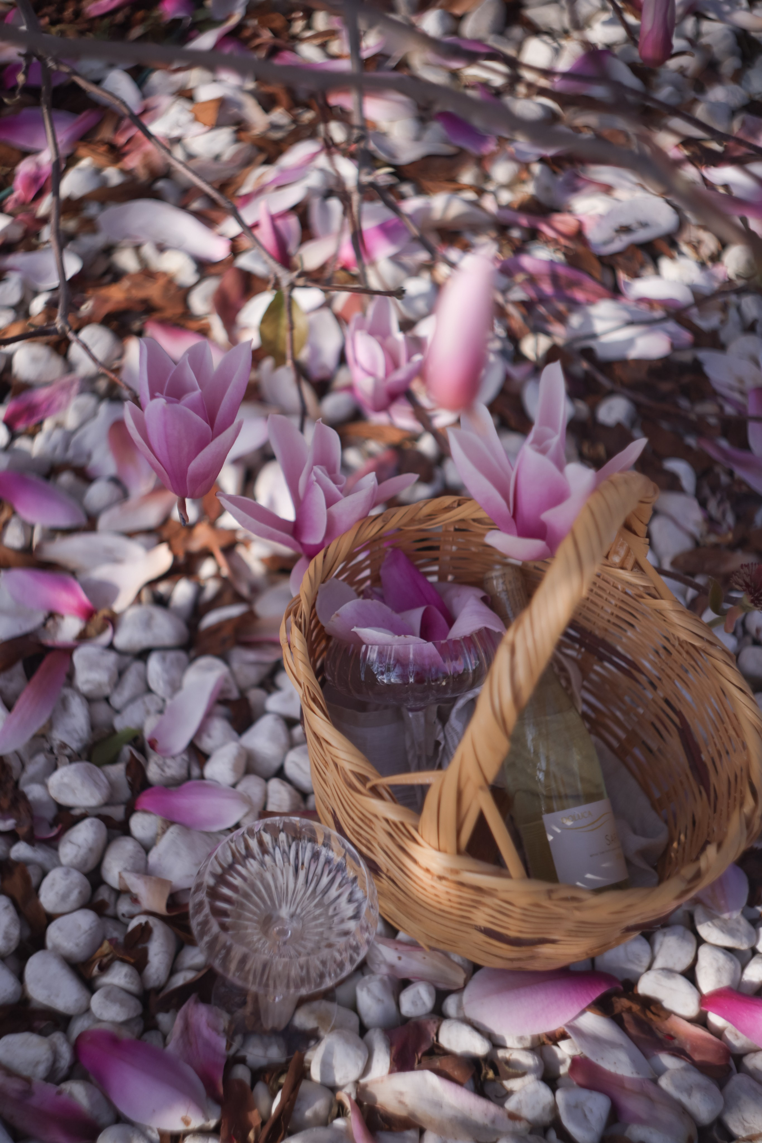 Фотосессия в Магнолии. Фото с магнолией. Магнолия цветет в Кемере. Весна в Кемере. Что цветет в Турции? Что посетить в Кемере. Фотограф в Анталии. Фотограф в Турции. Фотограф в Белеке. Фотограф в Алании. Фотограф Аланья. Фотограф Анталья. Фотограф Белек. Фотограф Турция. Фотограф Каш. Фотограф Бодрум. Свадебнвй фотограф в Турции. Организатор свадеб в Турции . Оранизатор свадеб в Алании. Организатор свадеб в Анталии. Что цветет в Турции. Что цветет на анталийском побережье.