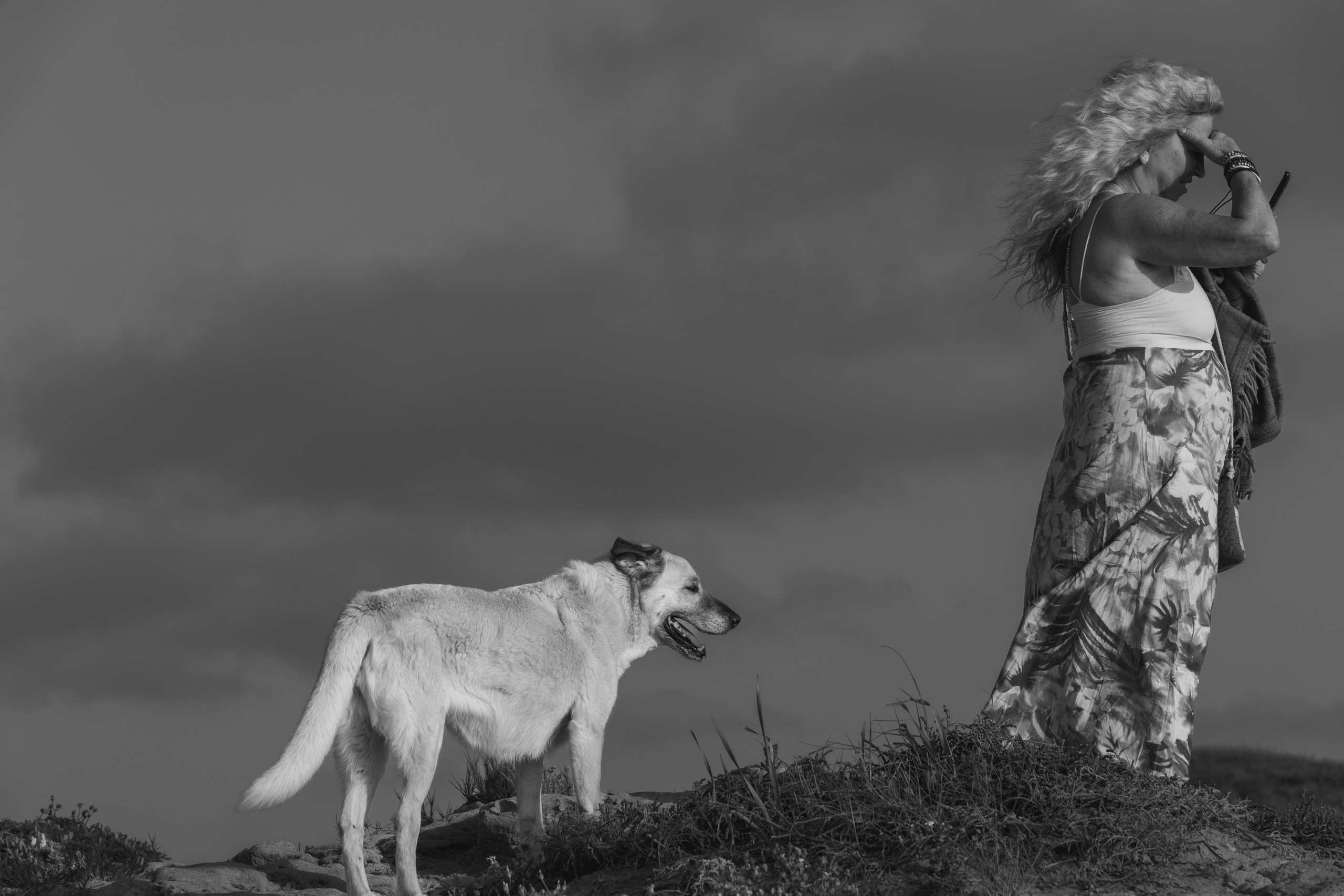 Random dogs. Главное меню