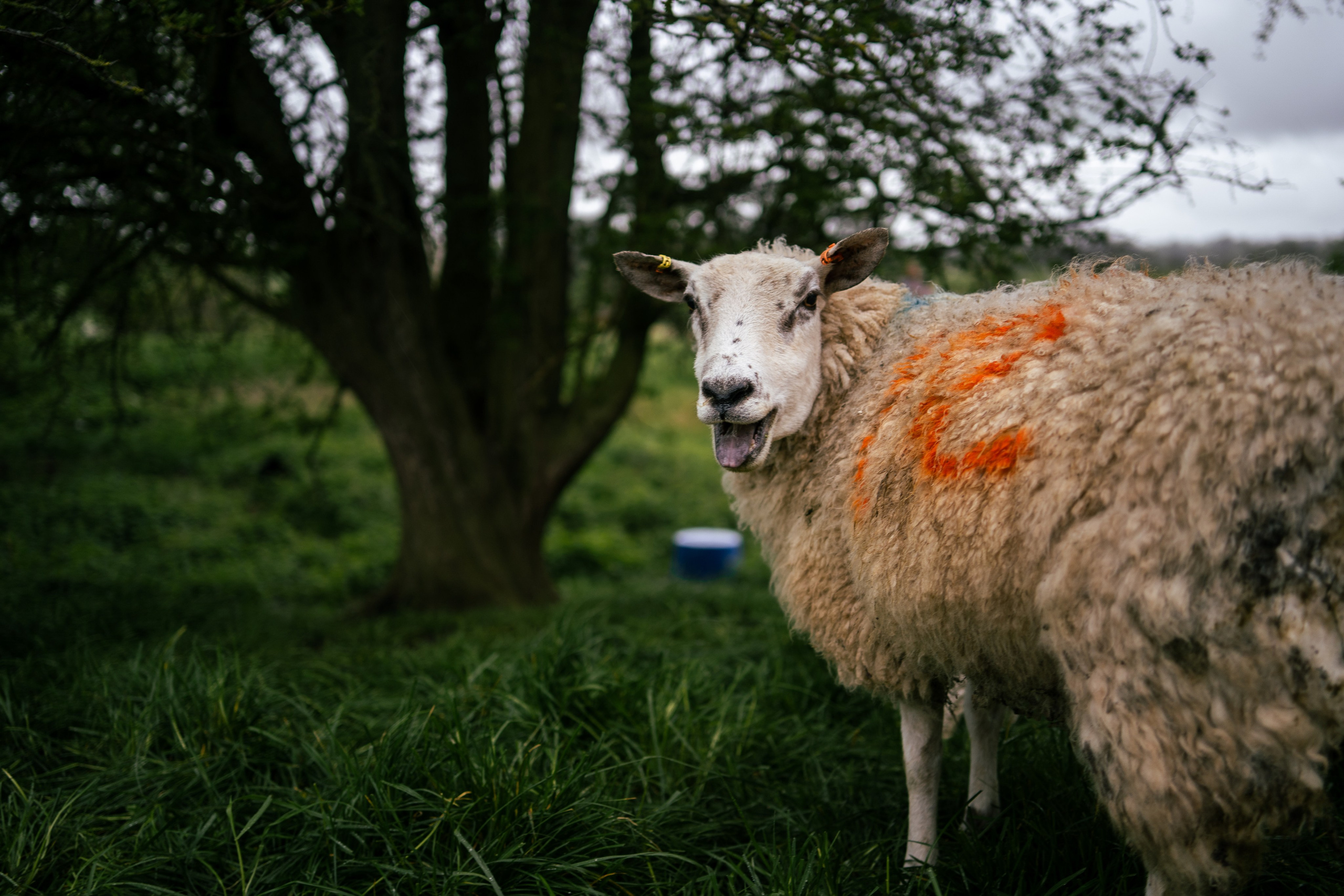 Farming. Ryan Hewitt Photographer