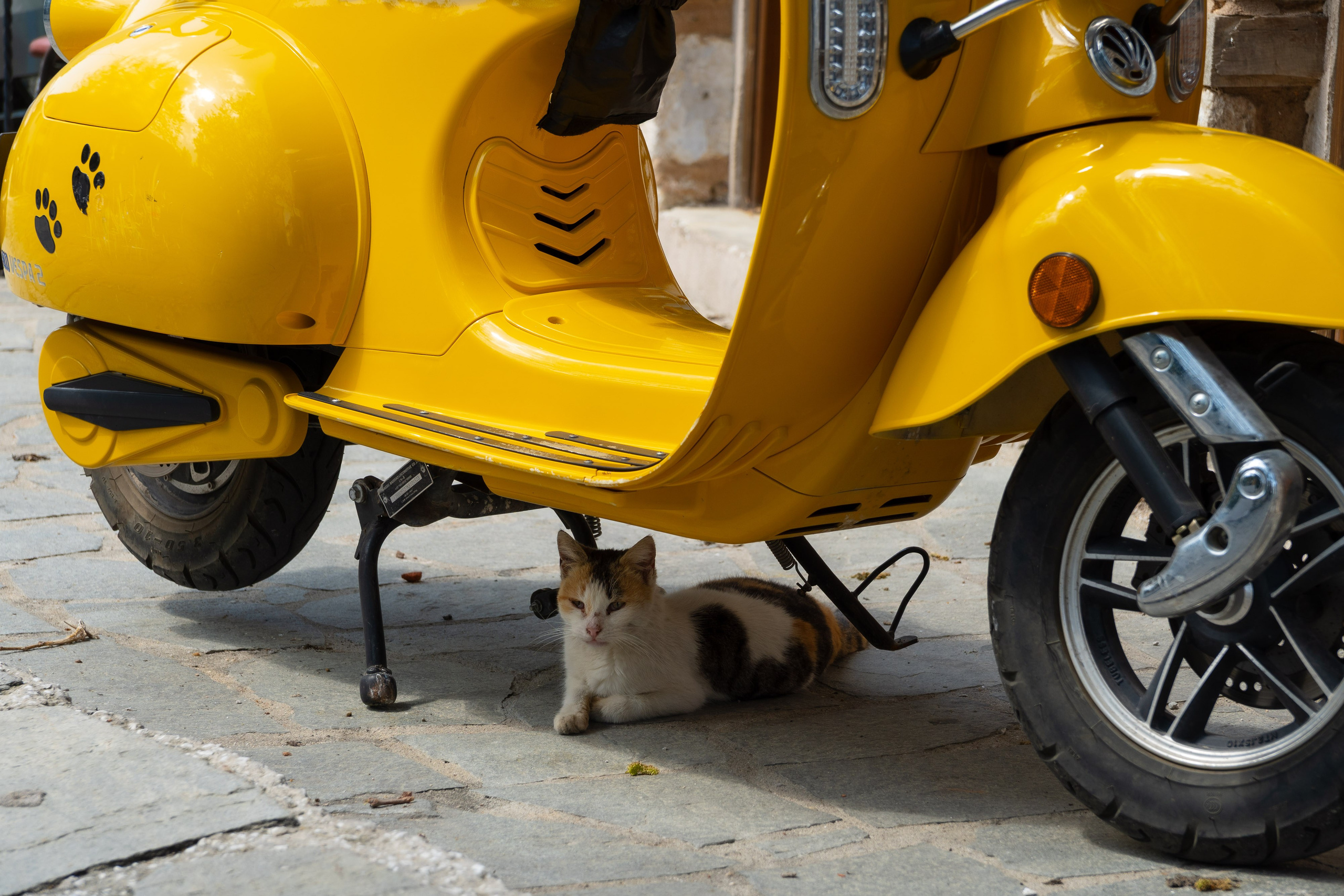 Thasos 2025. Fotografiideplacere.net