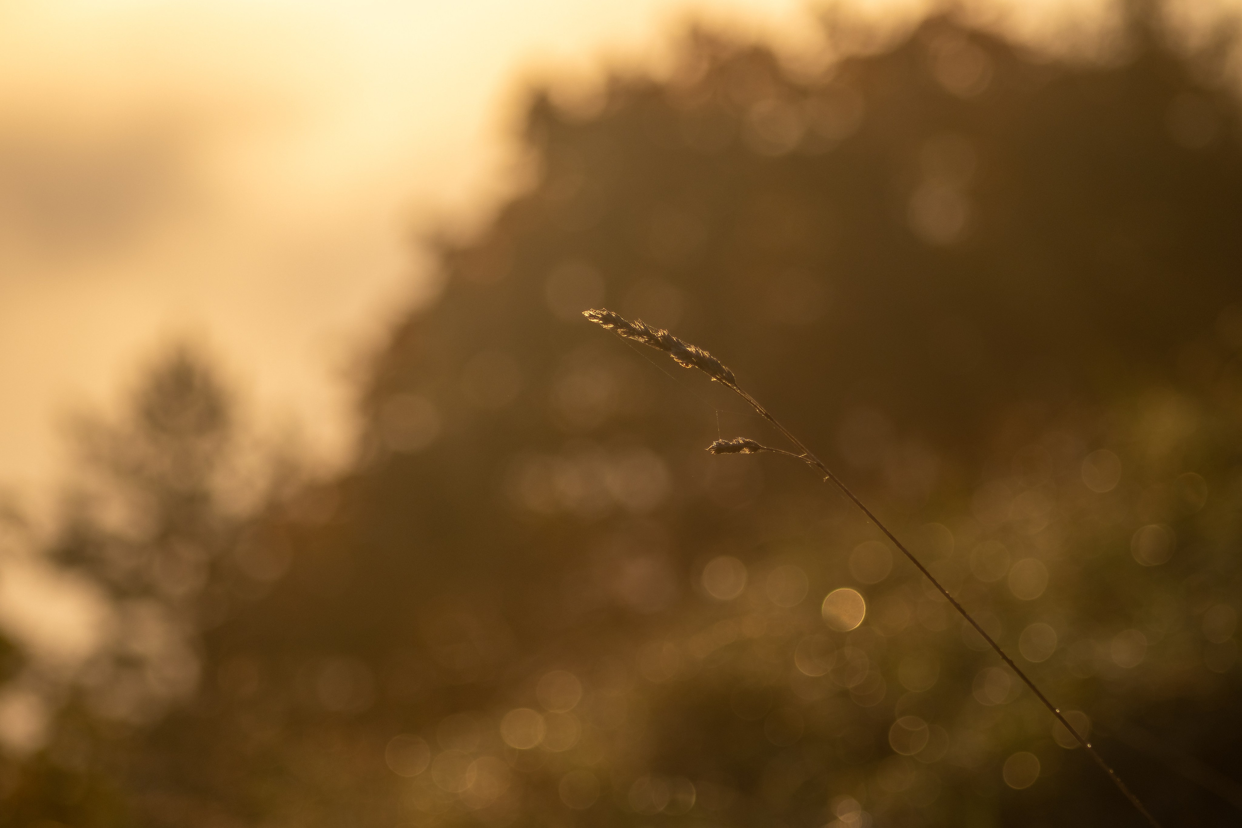 Nature. Portrait and Street photographer in Vilnius Edgar Shaipunas