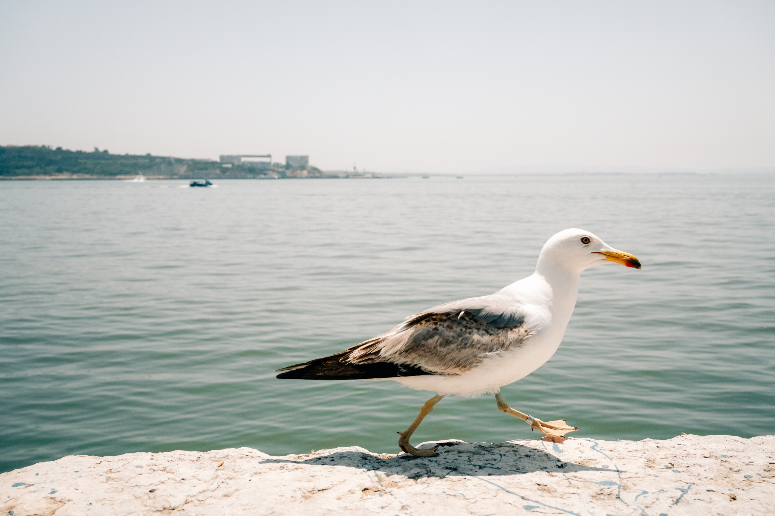 Работы Марии Шер. Sher.SCHOOL