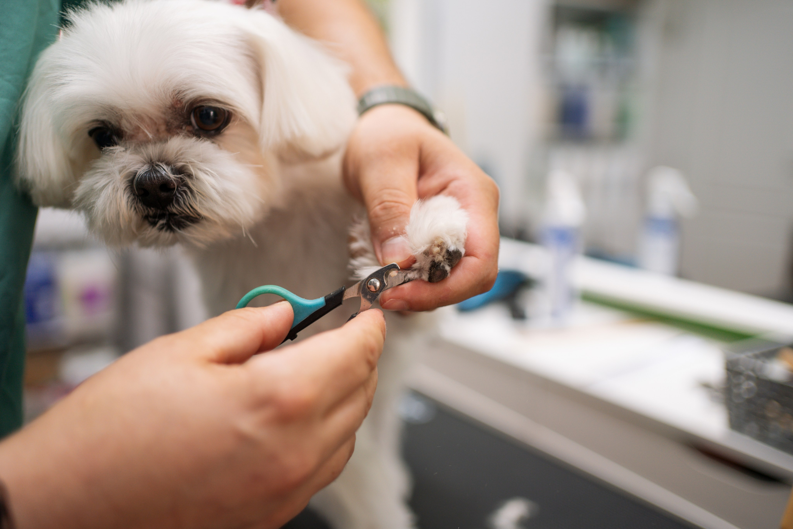 PetGroom Timisoara. Cozac Cristian Photographer
