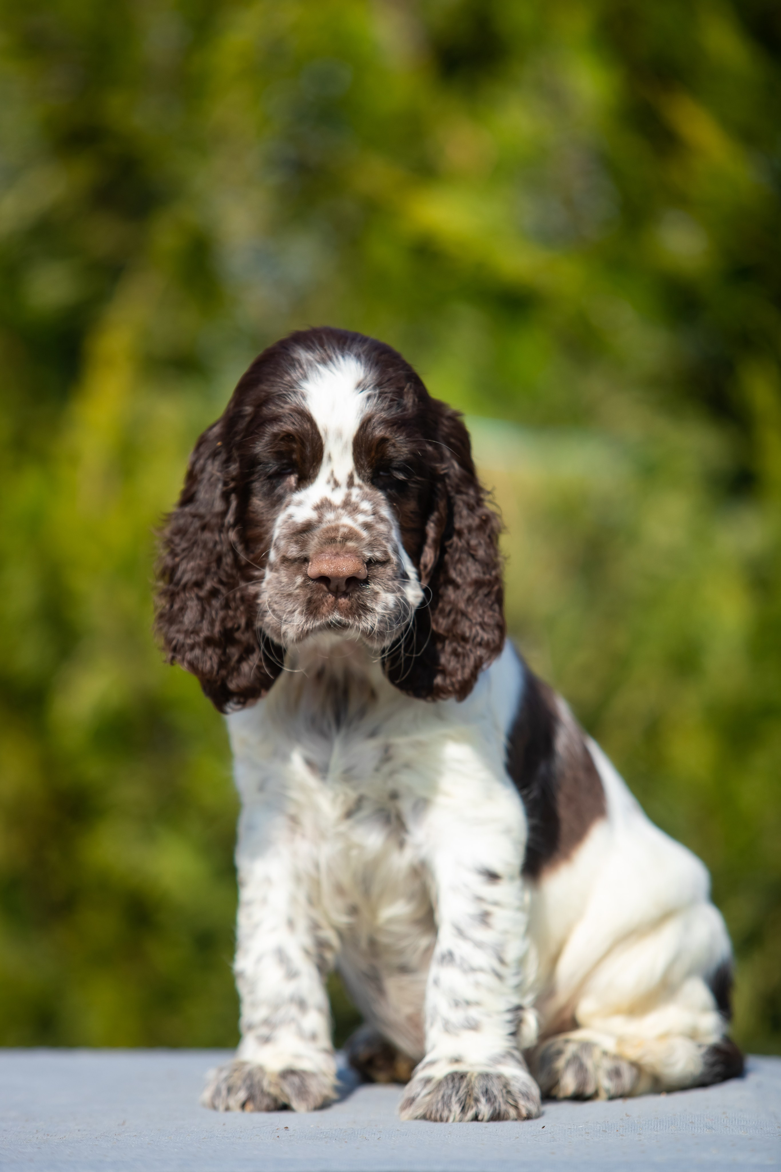 Male — Blue collar 💙. Website of the titled stud dog of the Springer Spaniel breed