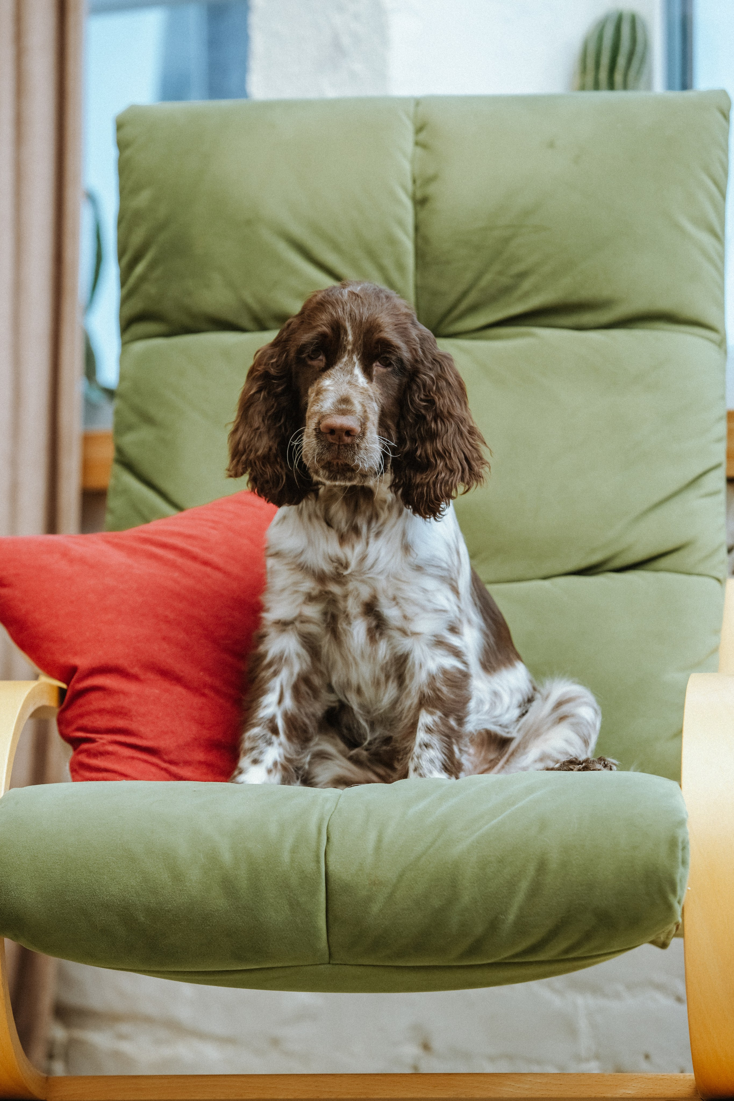 English Springer Spaniel female show stance conformation