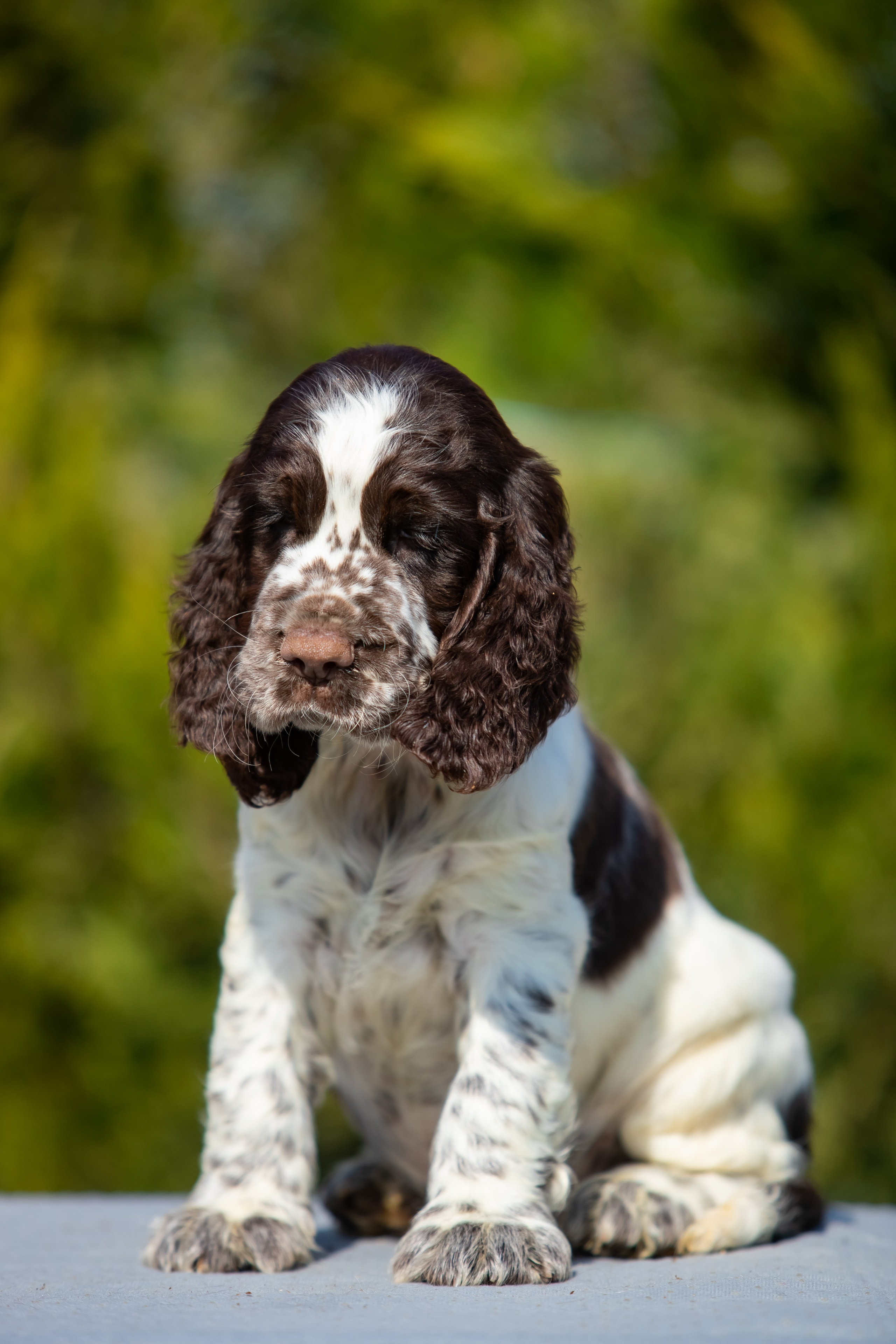 Male — Blue collar 💙. Website of the titled stud dog of the Springer Spaniel breed