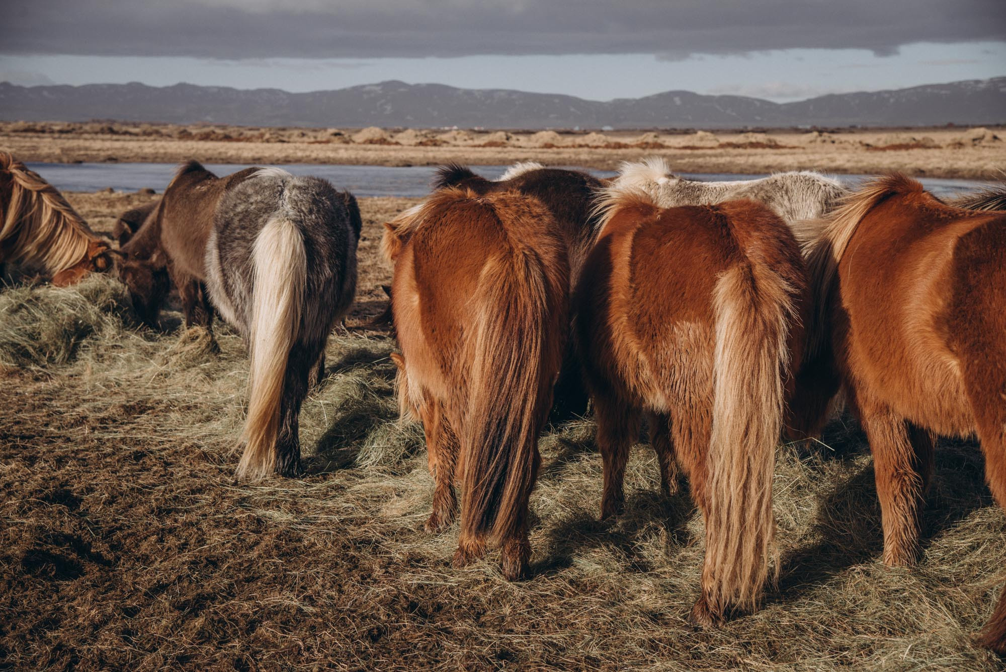 Iceland. Family Lifestyle Photography