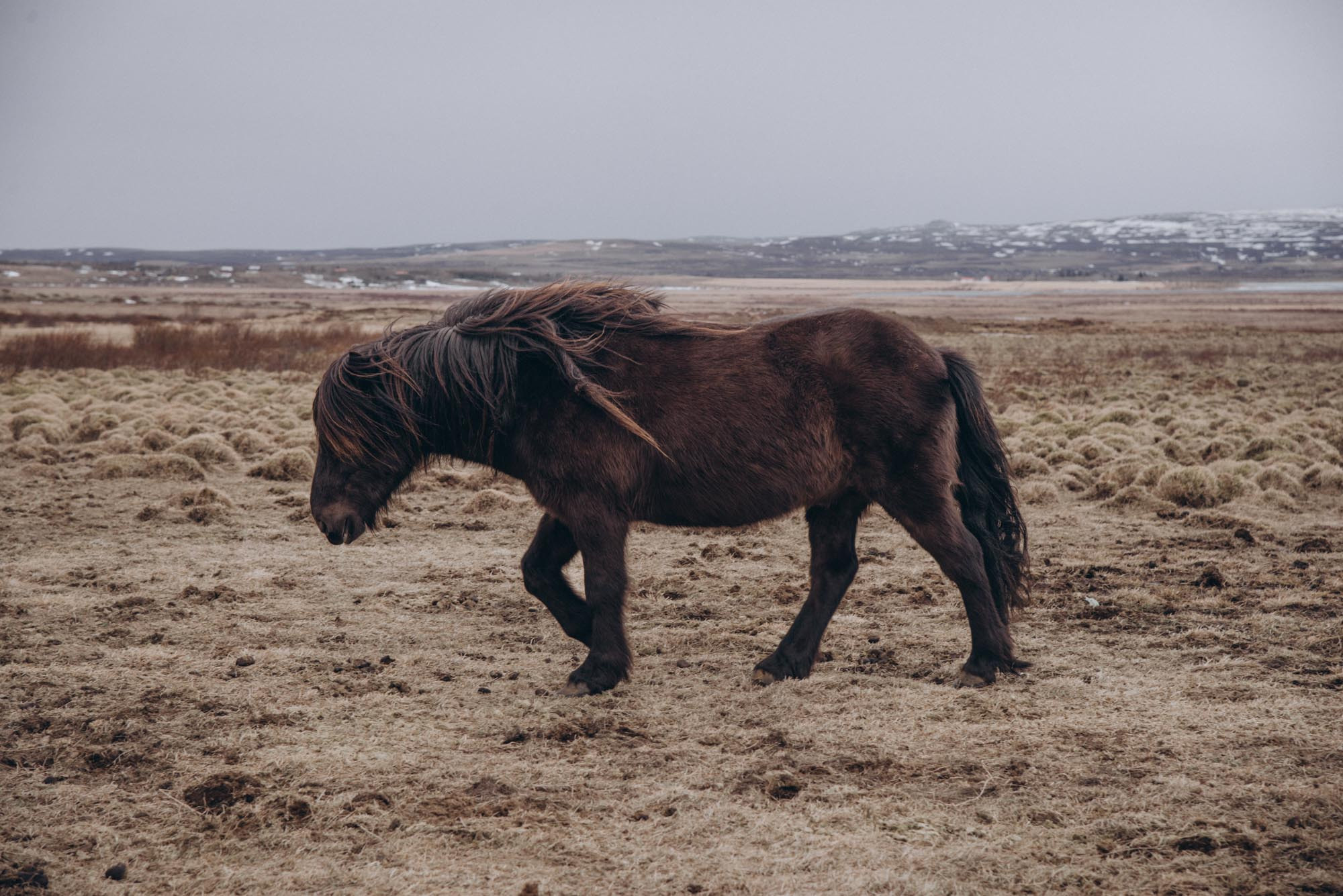 Iceland. Family Lifestyle Photography