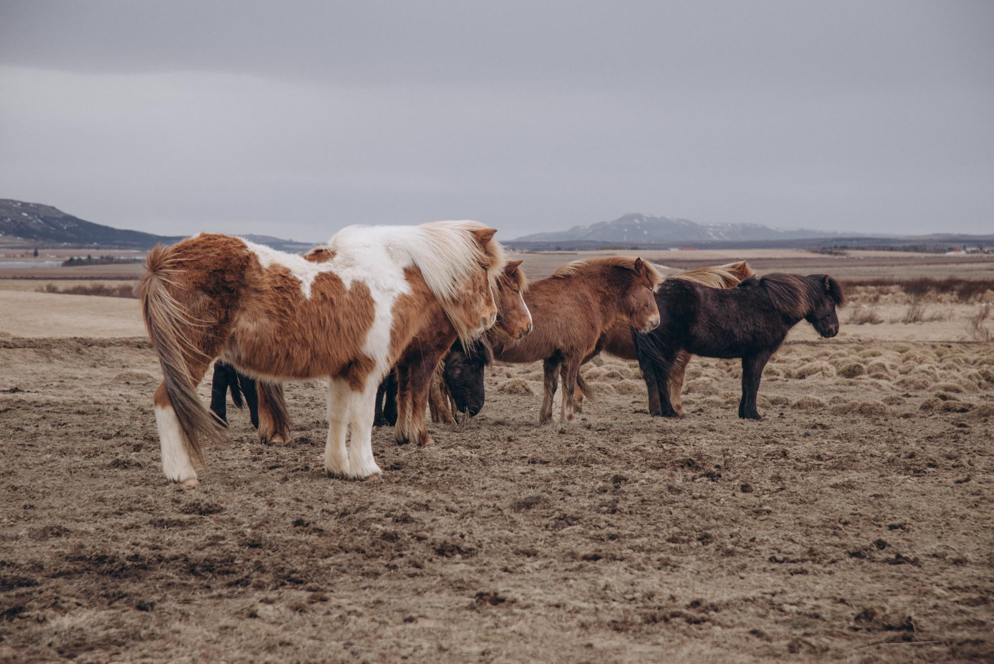 Iceland. Family Lifestyle Photography
