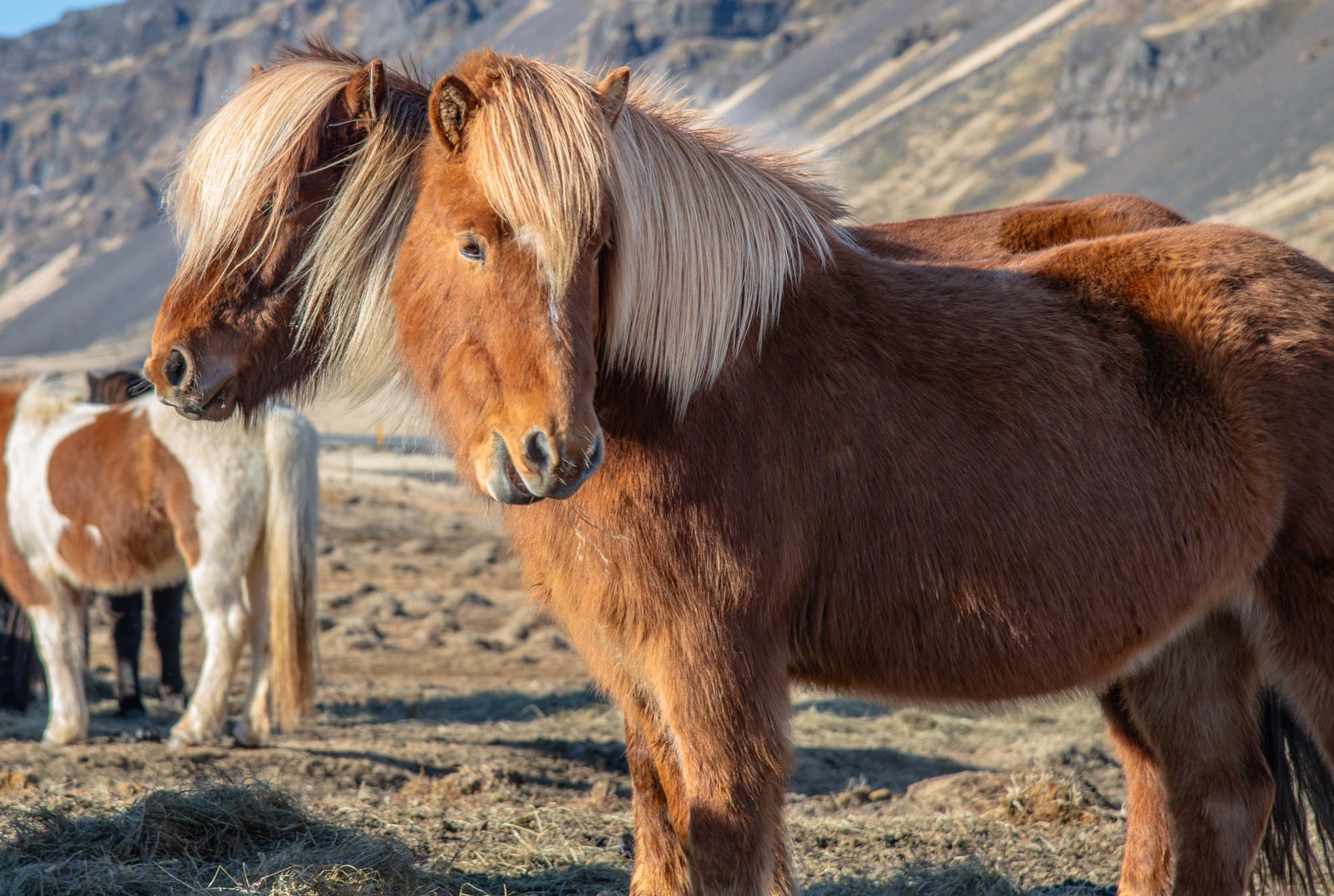 Iceland. Family Lifestyle Photography