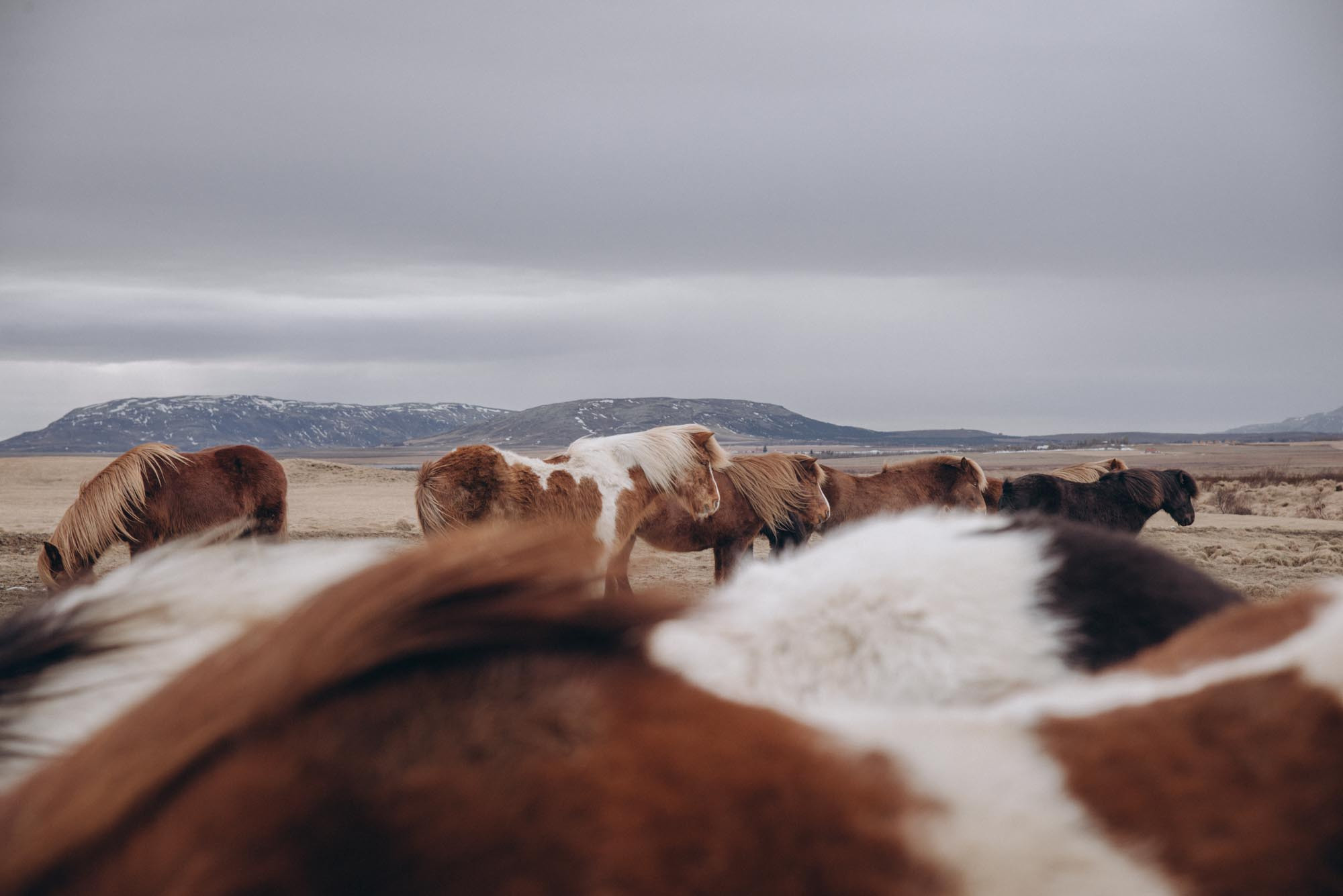 Iceland. Family Lifestyle Photography