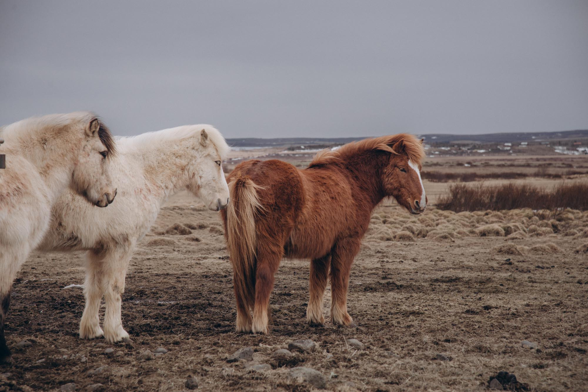 Iceland. Family Lifestyle Photography