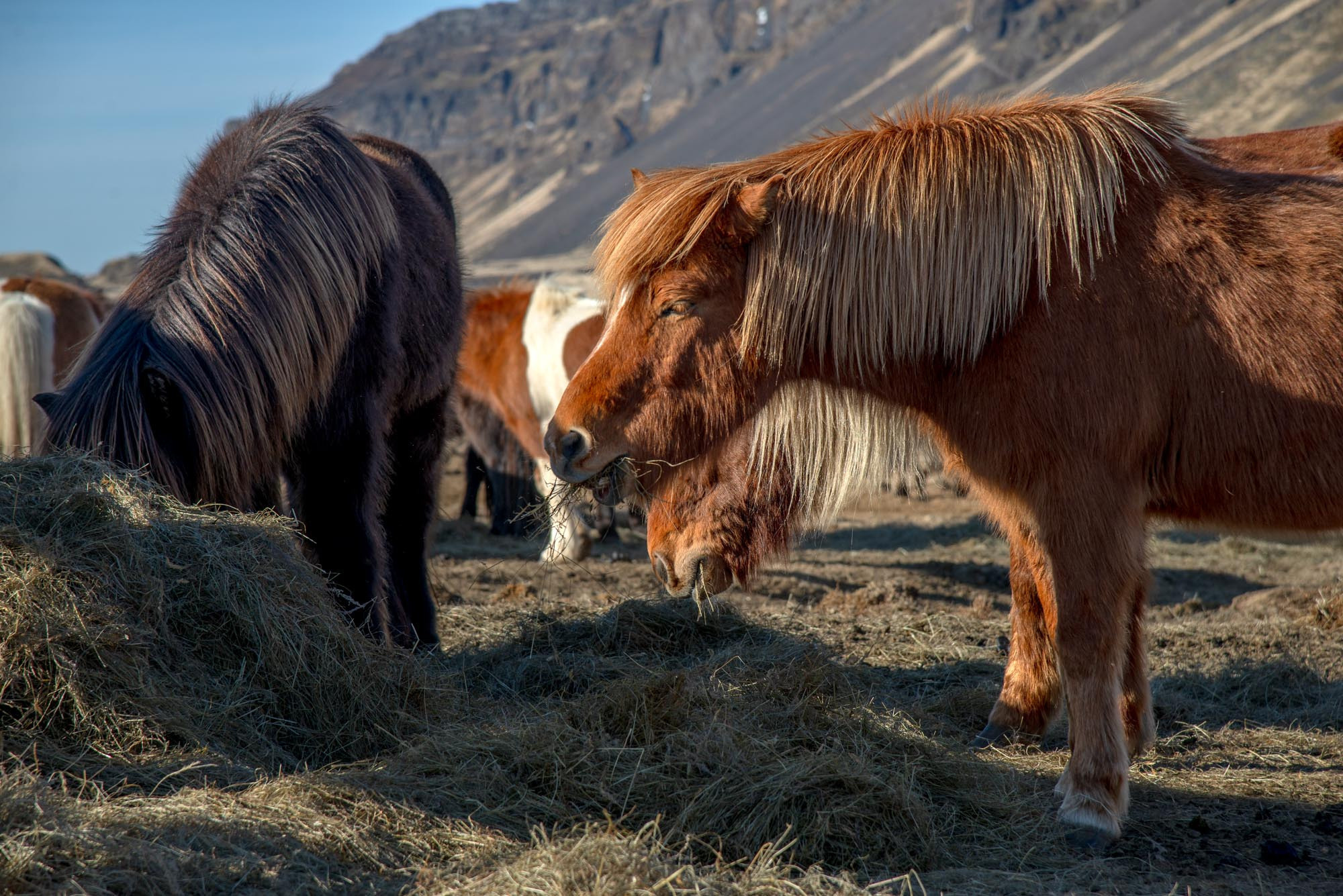 Iceland. Family Lifestyle Photography