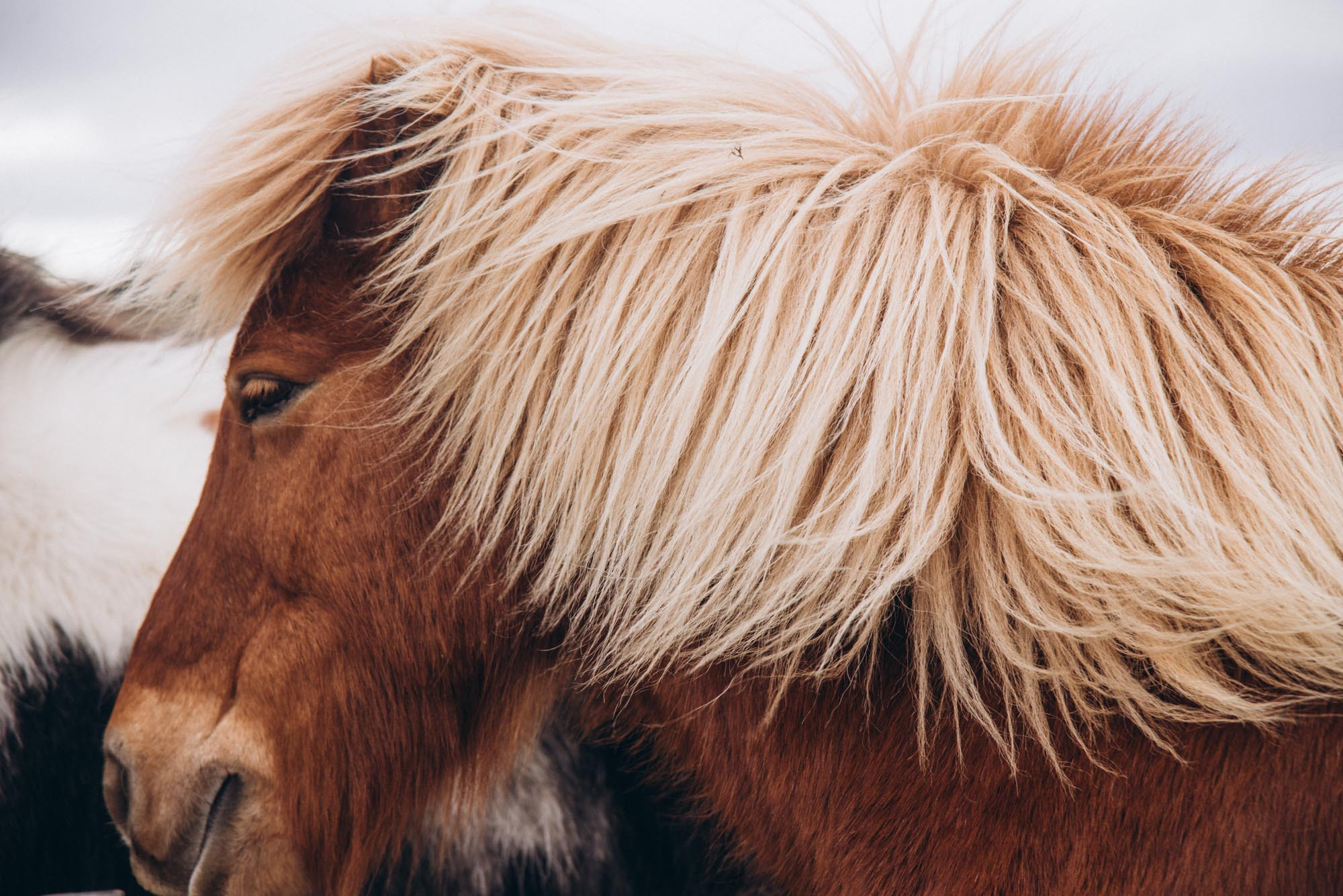Iceland. Family Lifestyle Photography