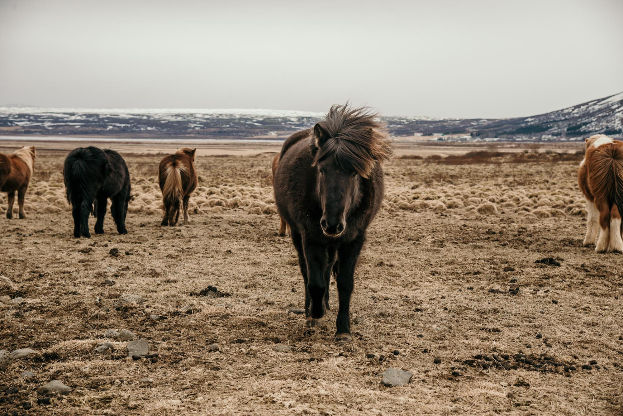 Iceland. Family Lifestyle Photography
