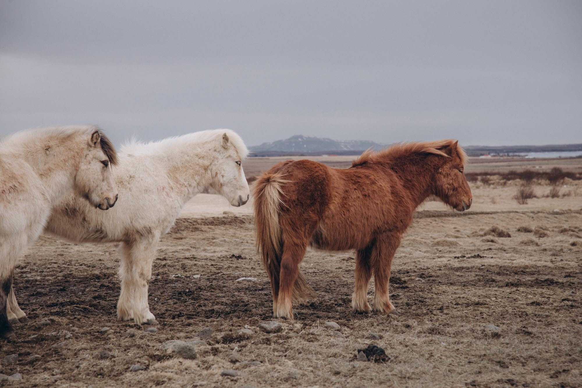 Iceland. Family Lifestyle Photography