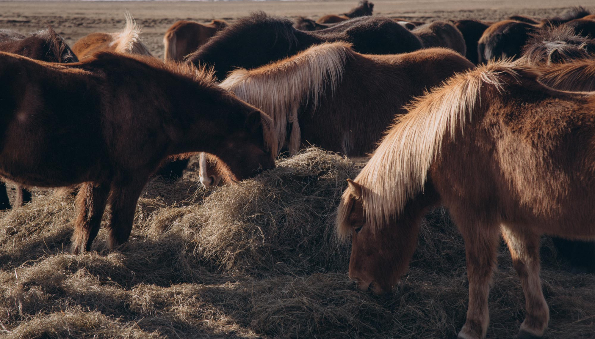 Iceland. Family Lifestyle Photography