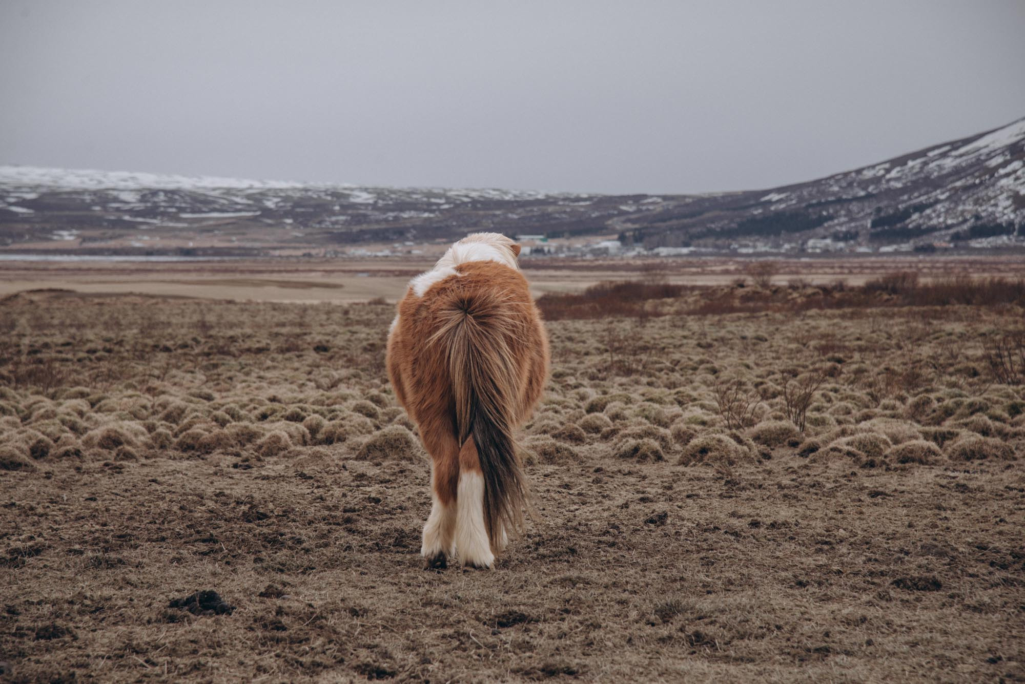Iceland. Family Lifestyle Photography