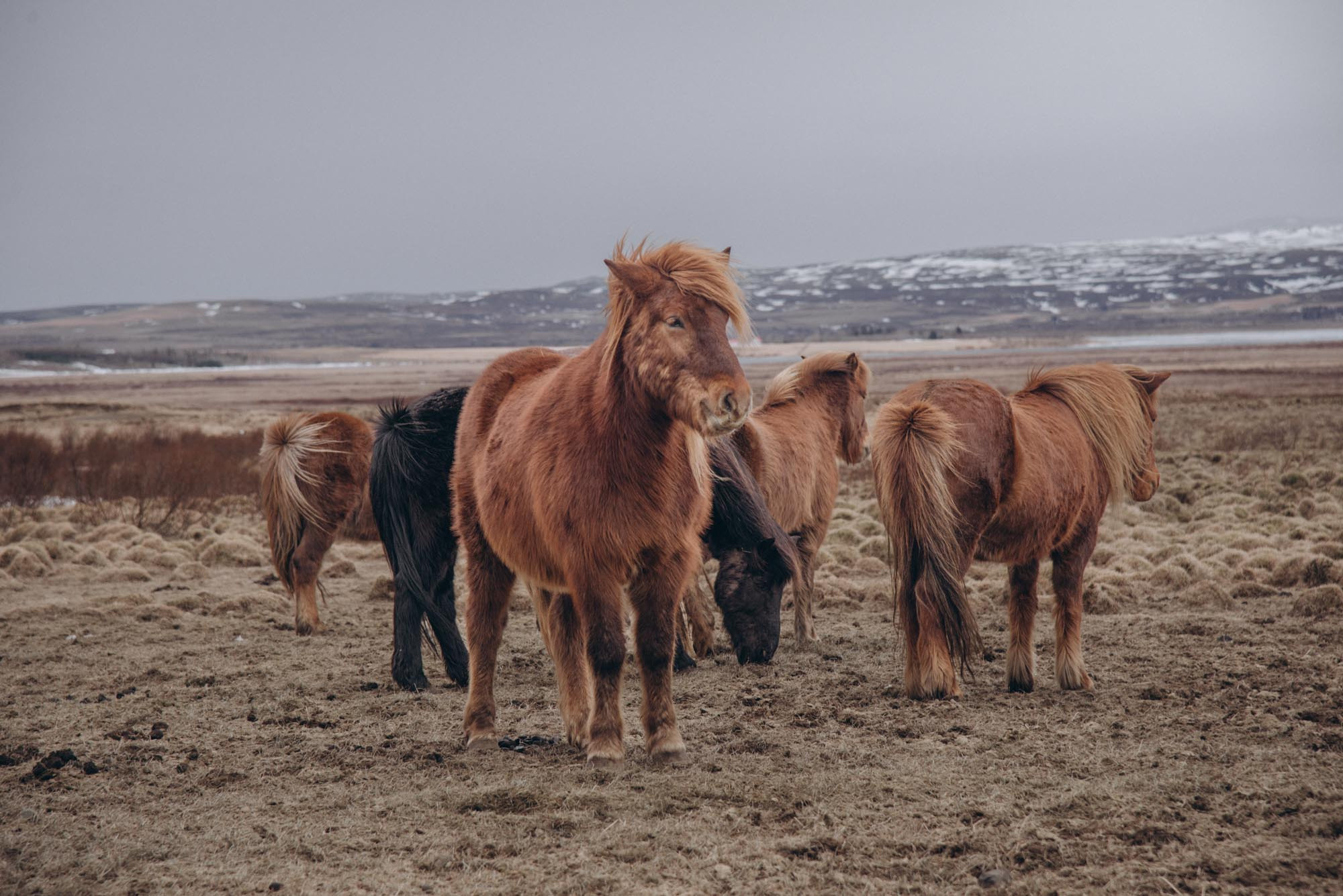 Iceland. Family Lifestyle Photography