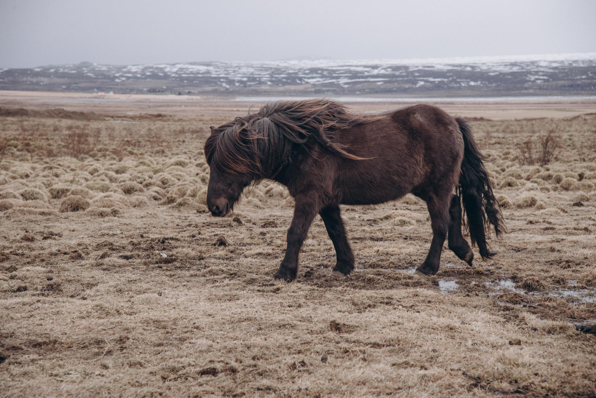 Iceland. Family Lifestyle Photography