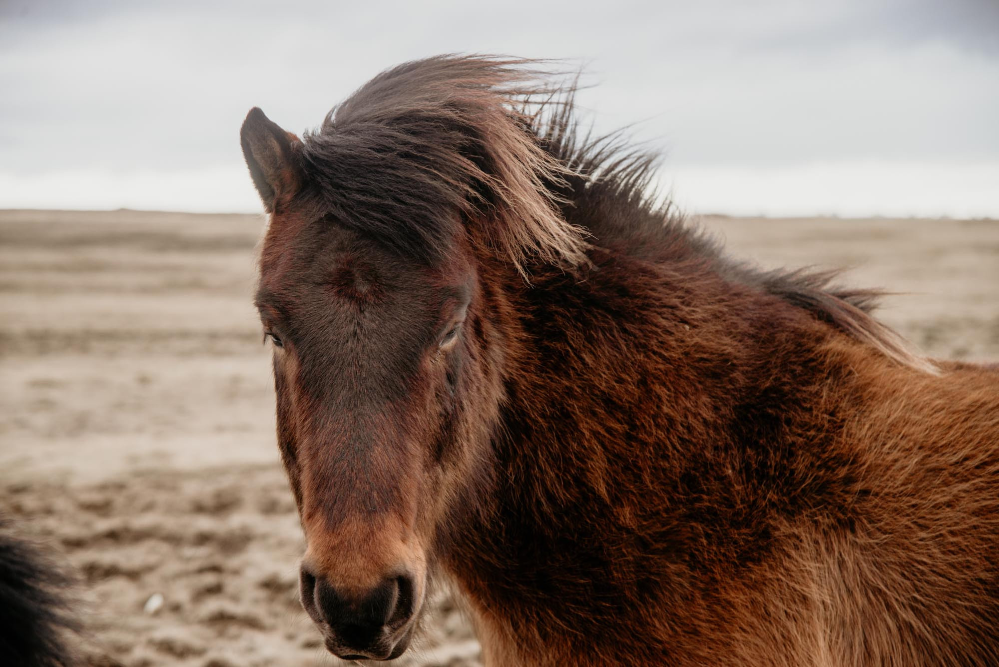 Iceland. Family Lifestyle Photography