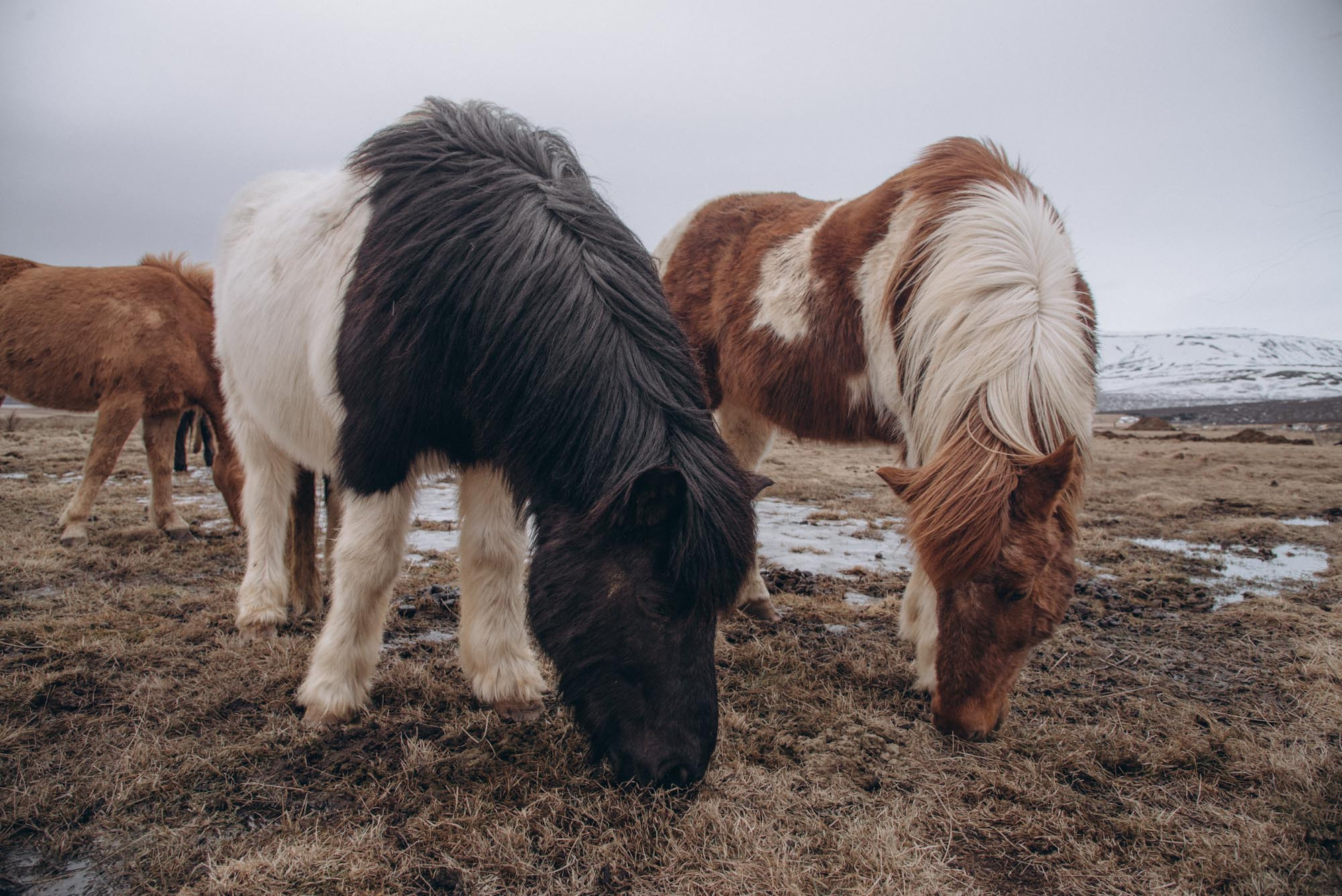 Iceland. Family Lifestyle Photography