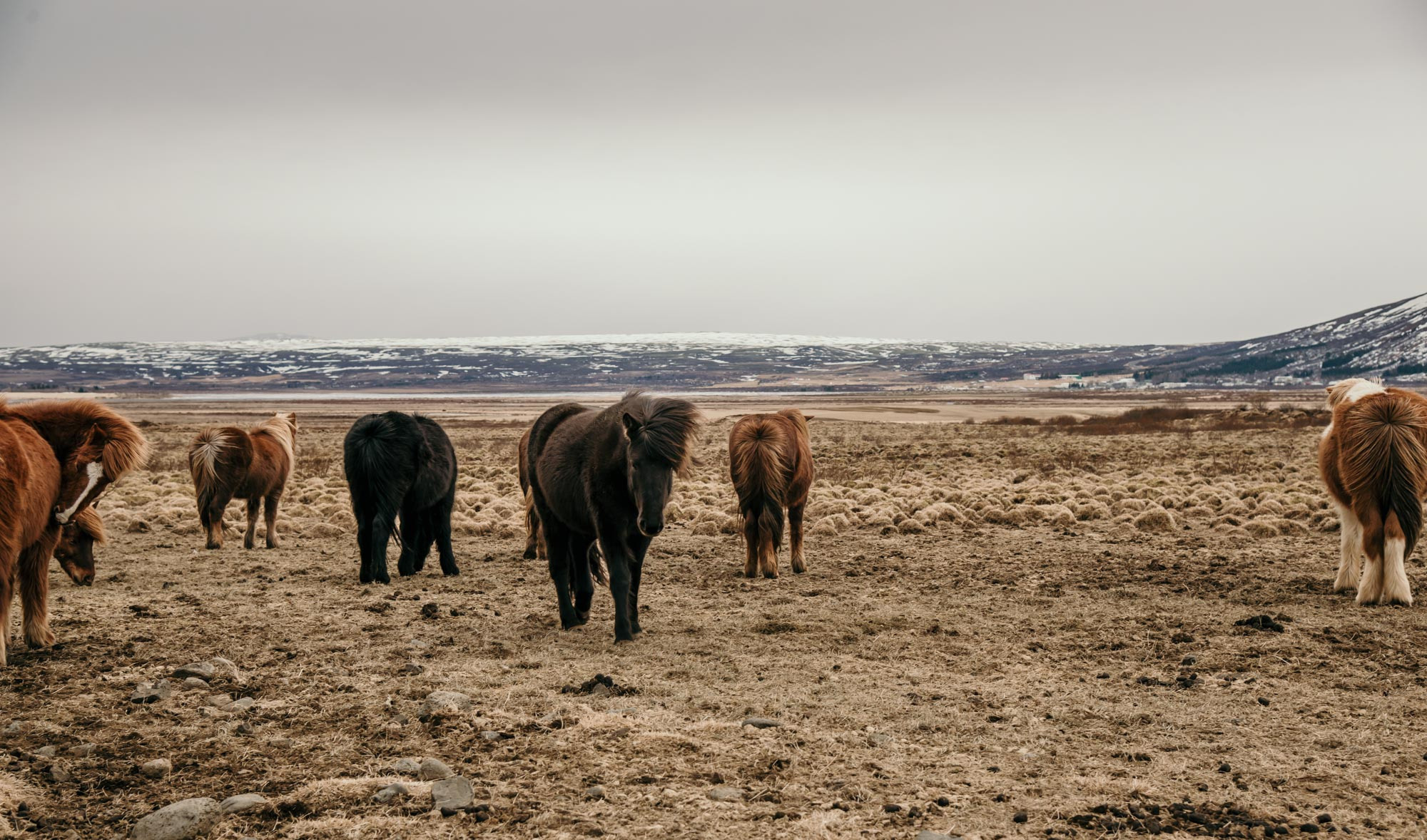 Iceland. Family Lifestyle Photography