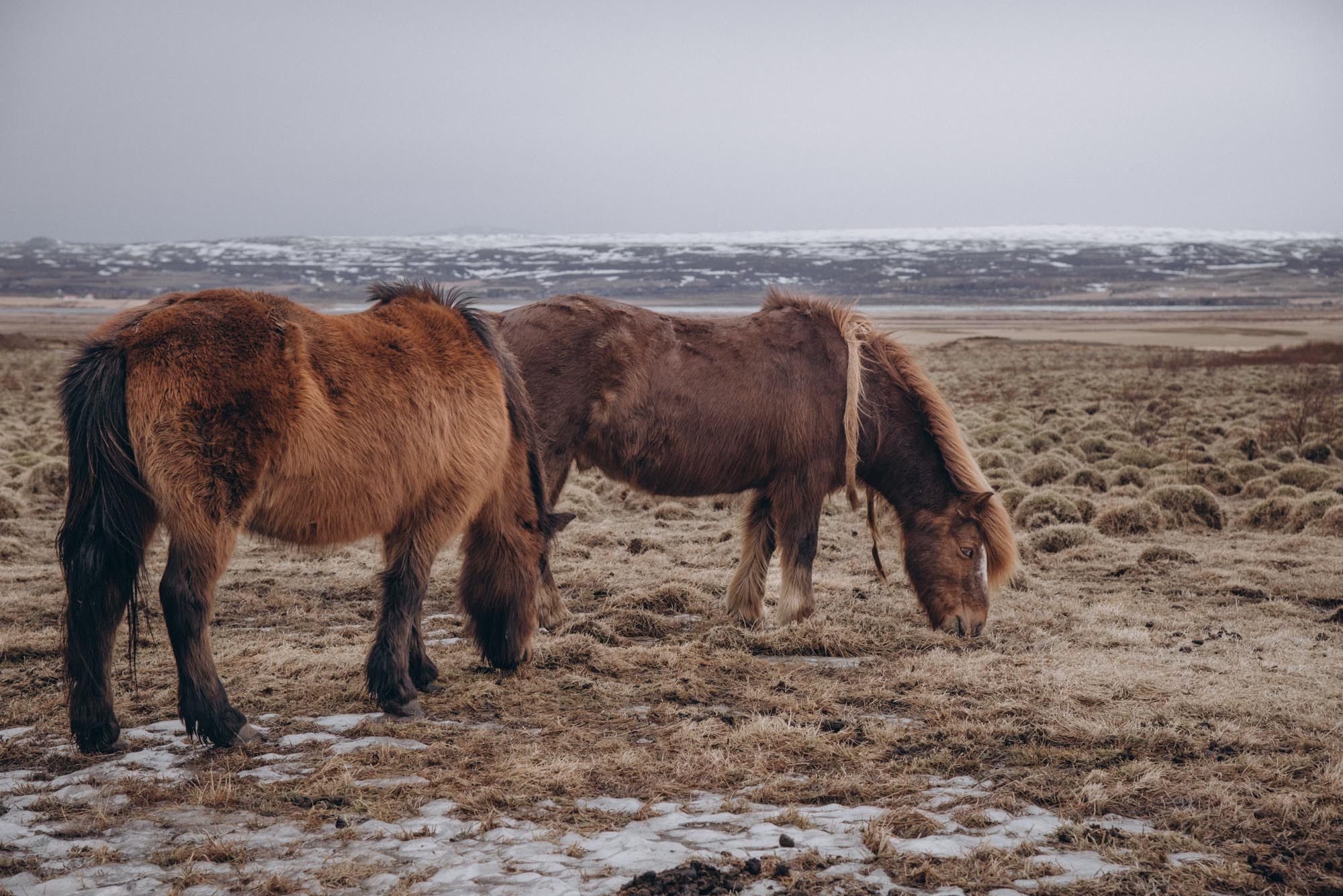 Iceland. Family Lifestyle Photography