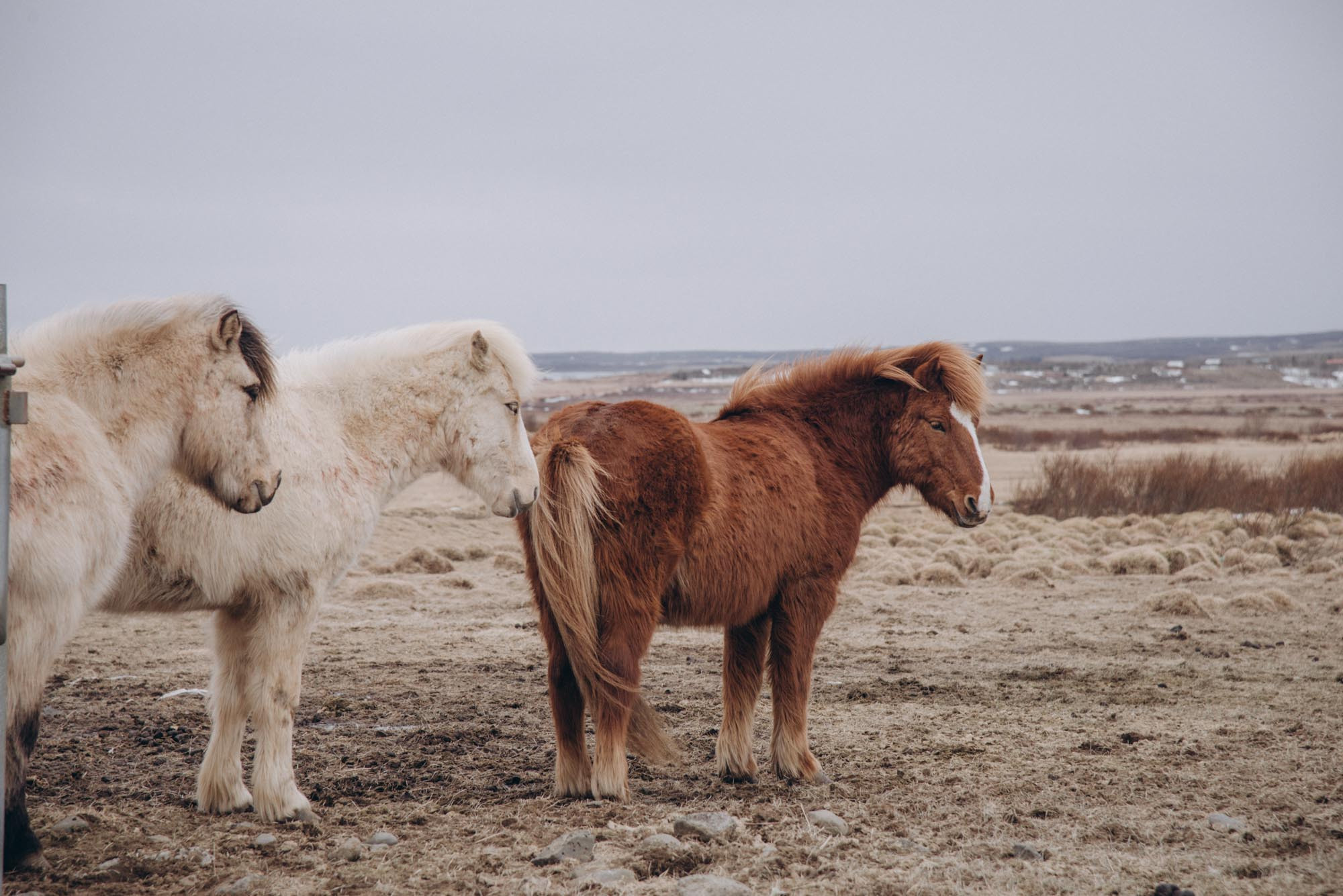 Iceland. Family Lifestyle Photography