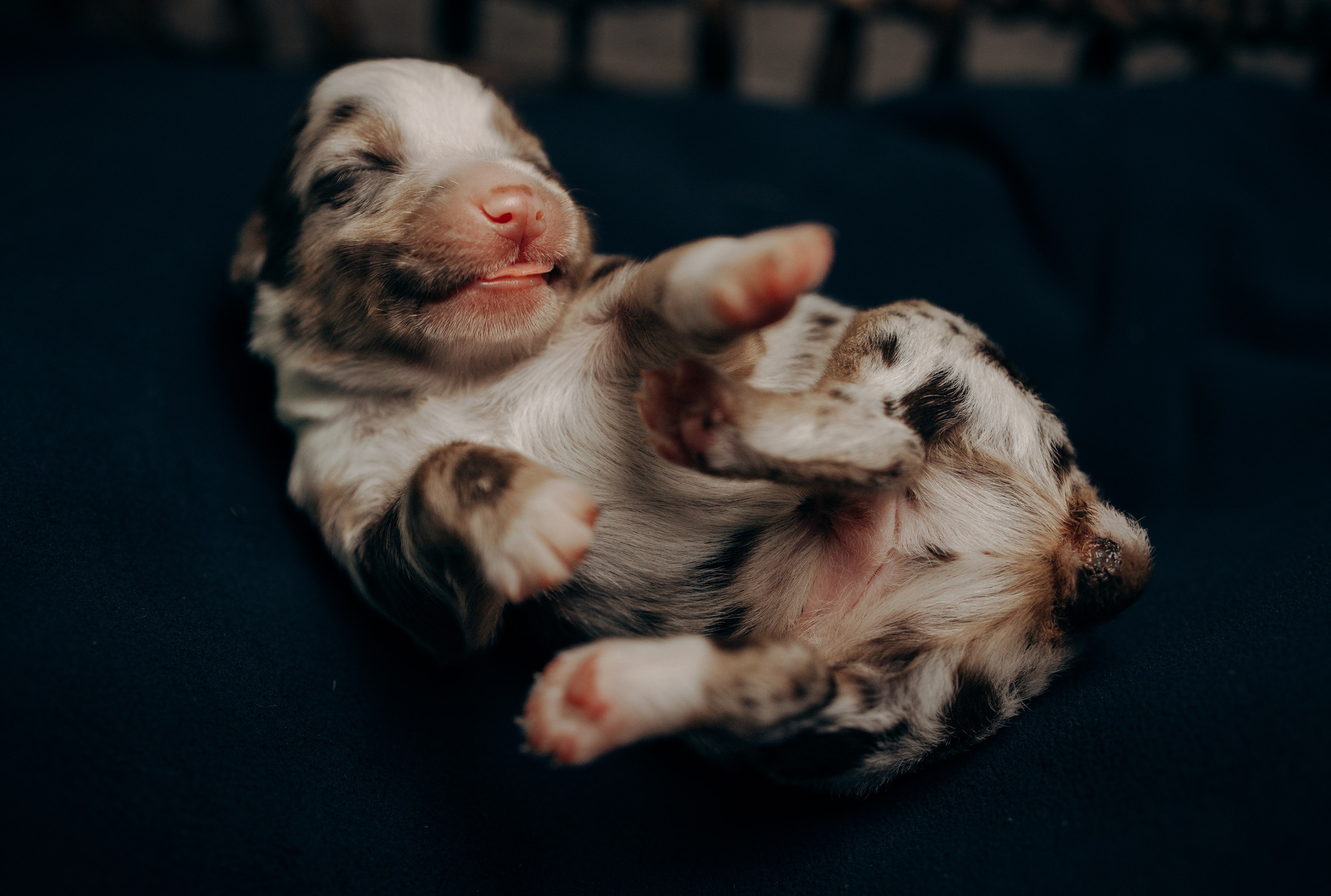 Tiny Aussies. Pet Photographer Viktoriya Aleshenko