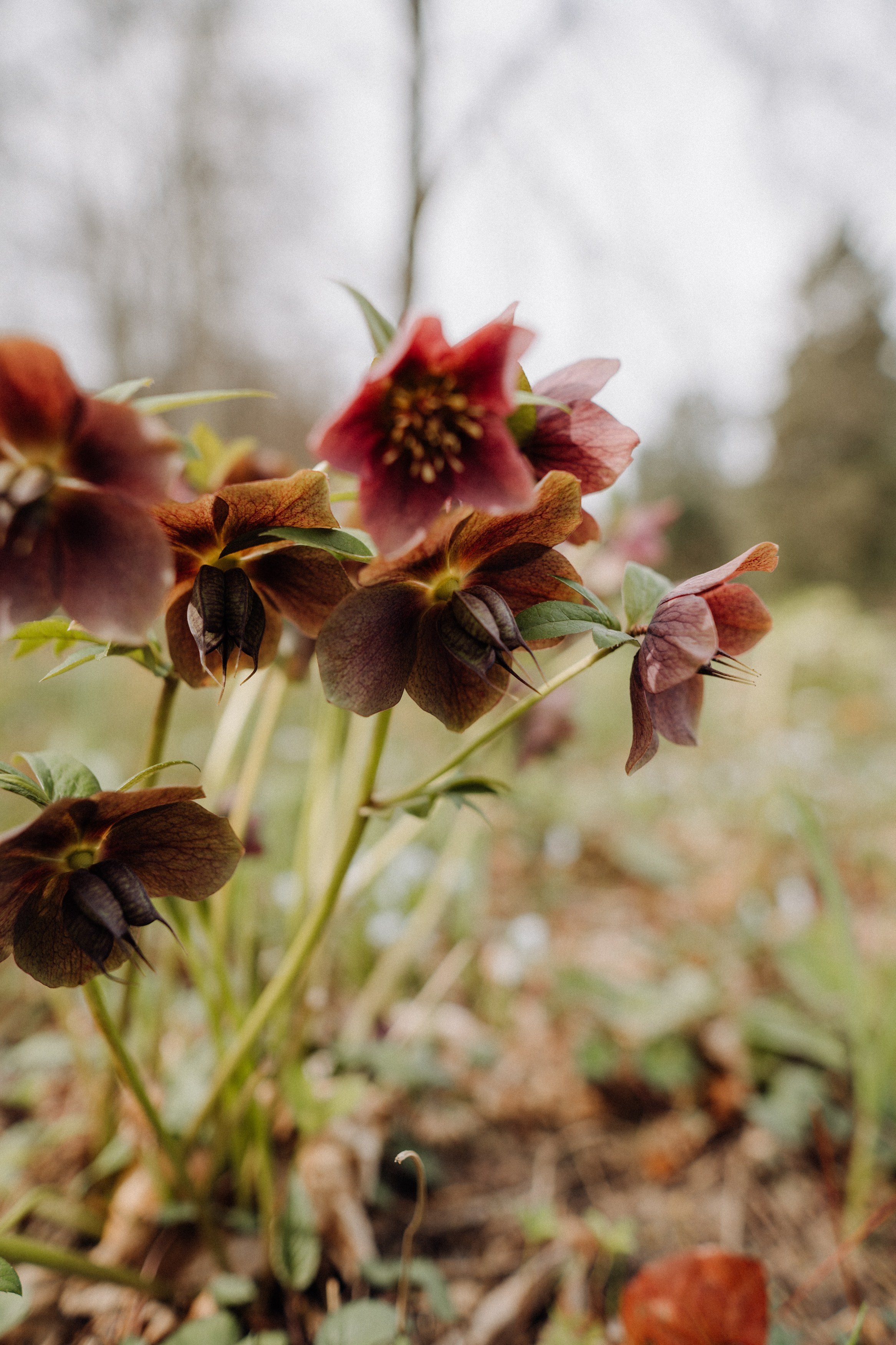 Nature. Фотограф в Праге Анна Лебедева