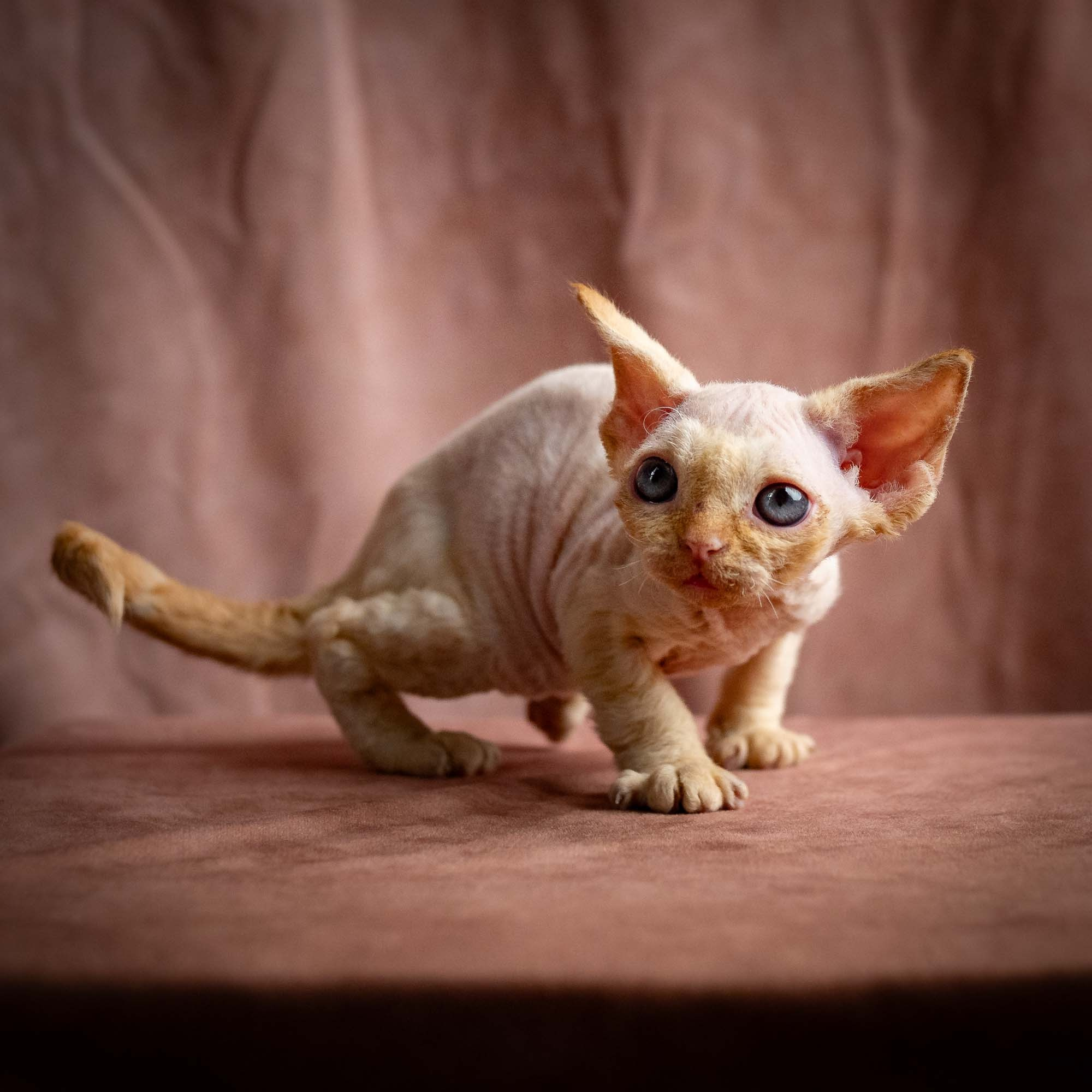 Rafael, boy, born 05.08.26. Devon Rex Pixie Cattery