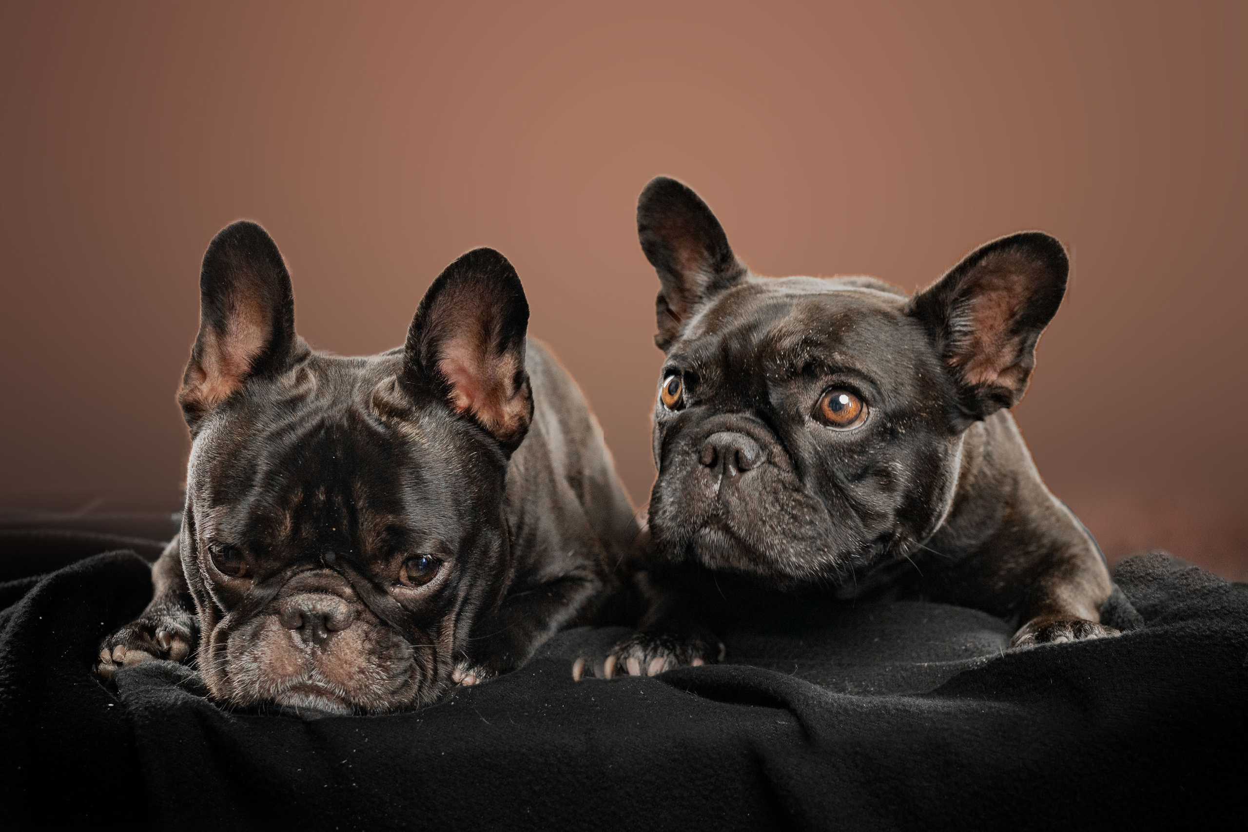 French Bulldog. Photographer Irina Kozhemyakina. Houston