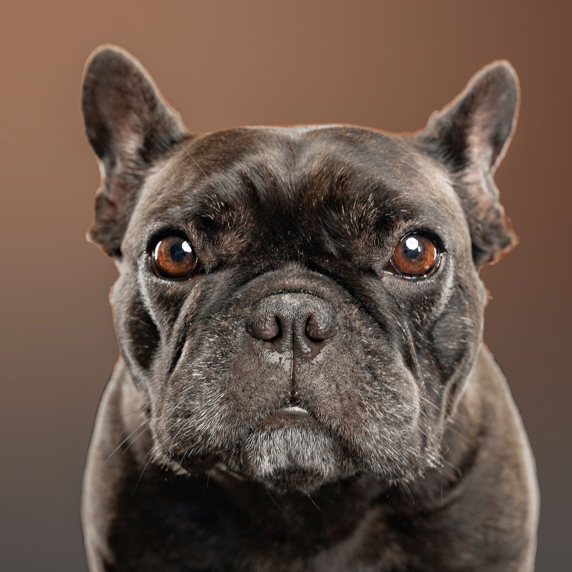 French Bulldog. Photographer Irina Kozhemyakina. Houston