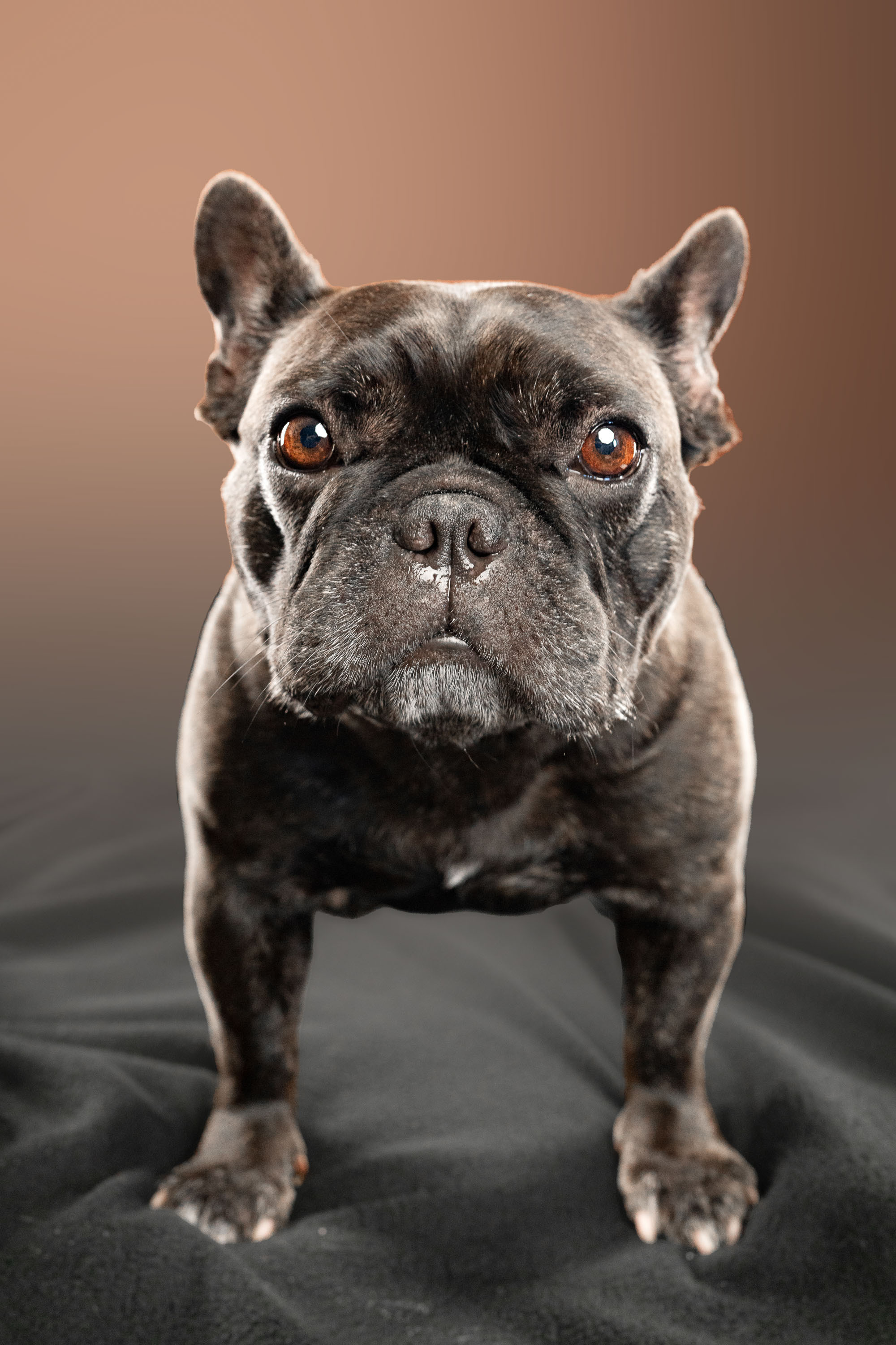 French Bulldog. Photographer Irina Kozhemyakina. Houston