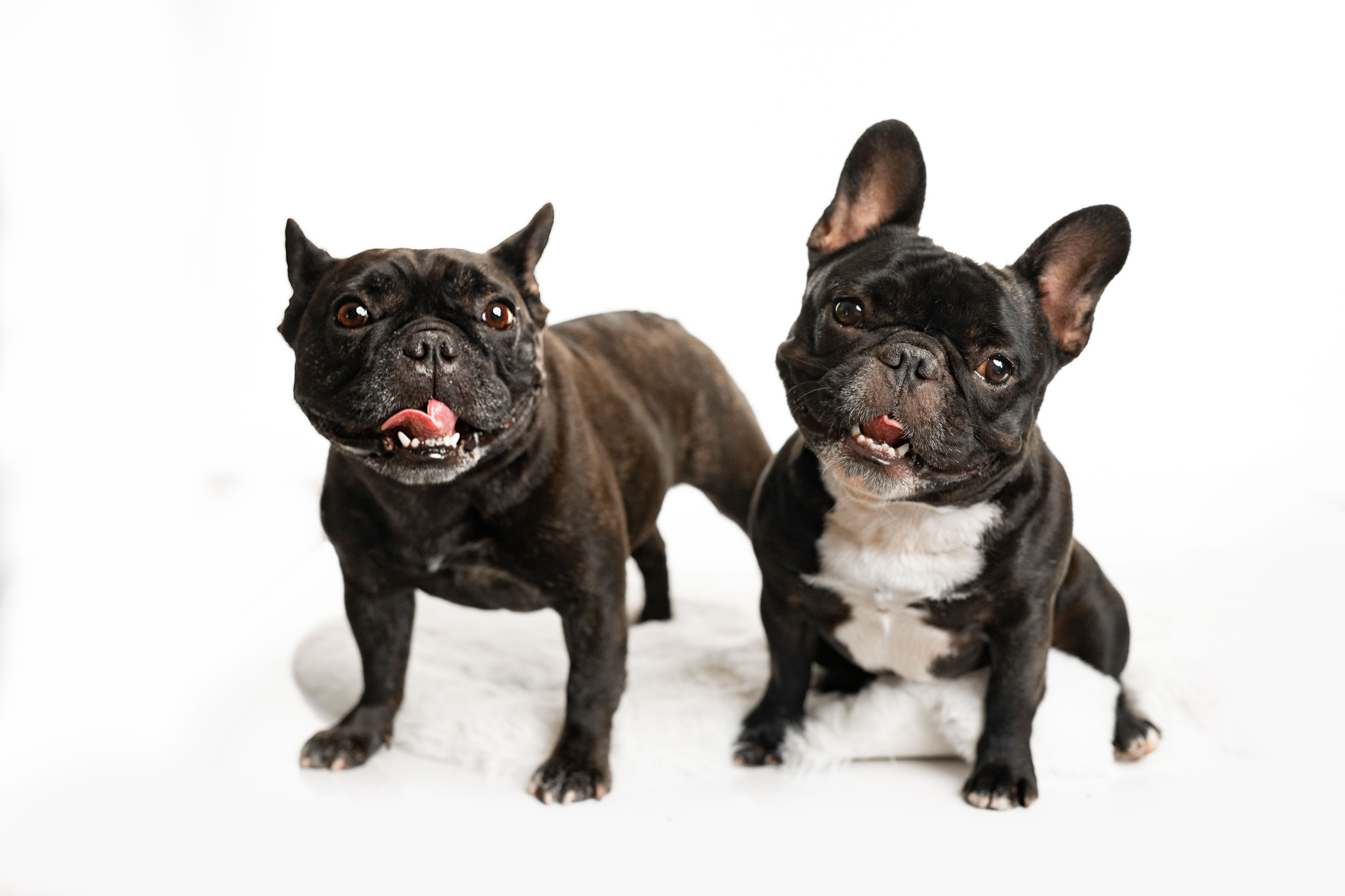 French Bulldog. Photographer Irina Kozhemyakina. Houston