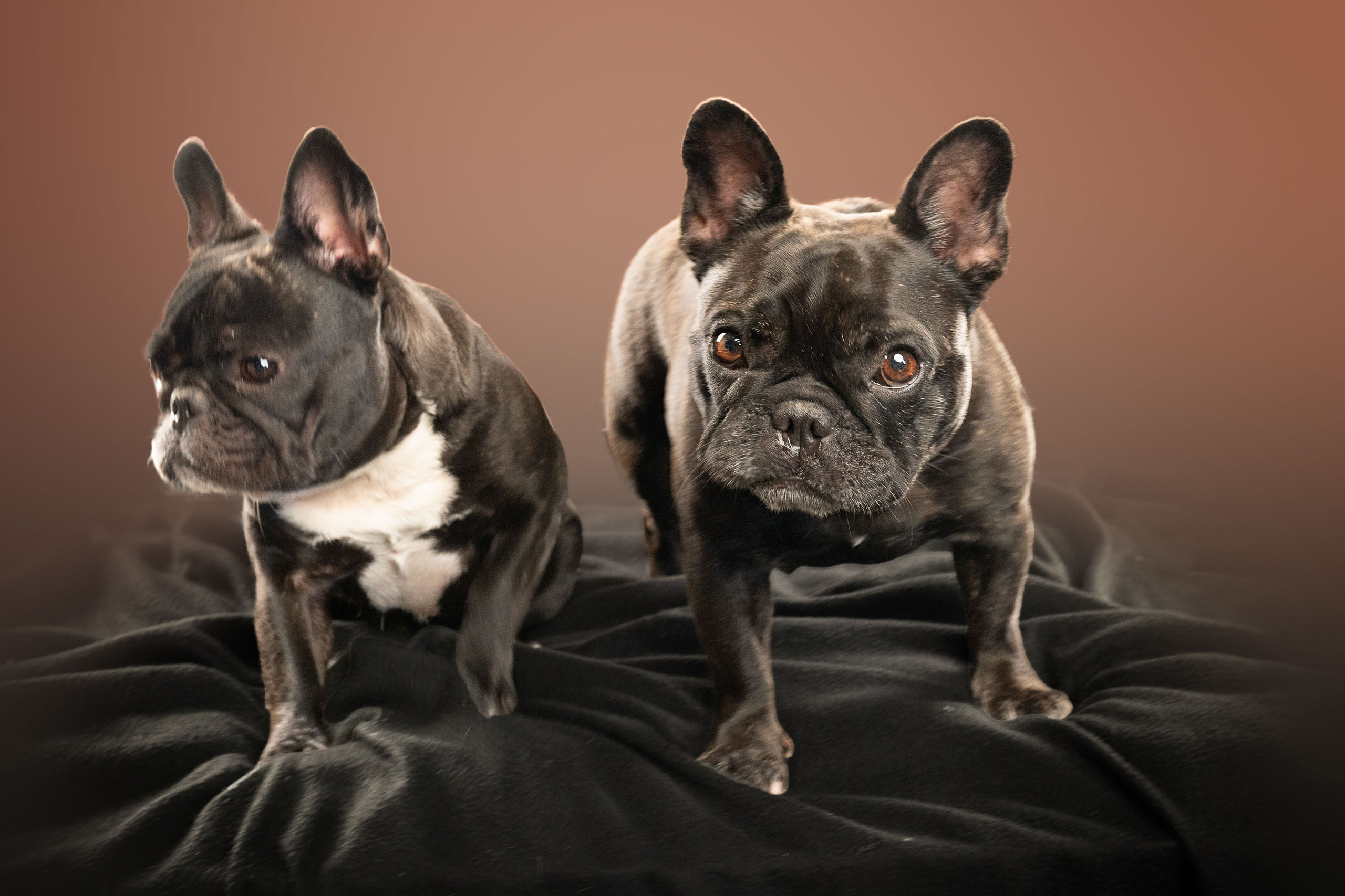 French Bulldog. Photographer Irina Kozhemyakina. Houston