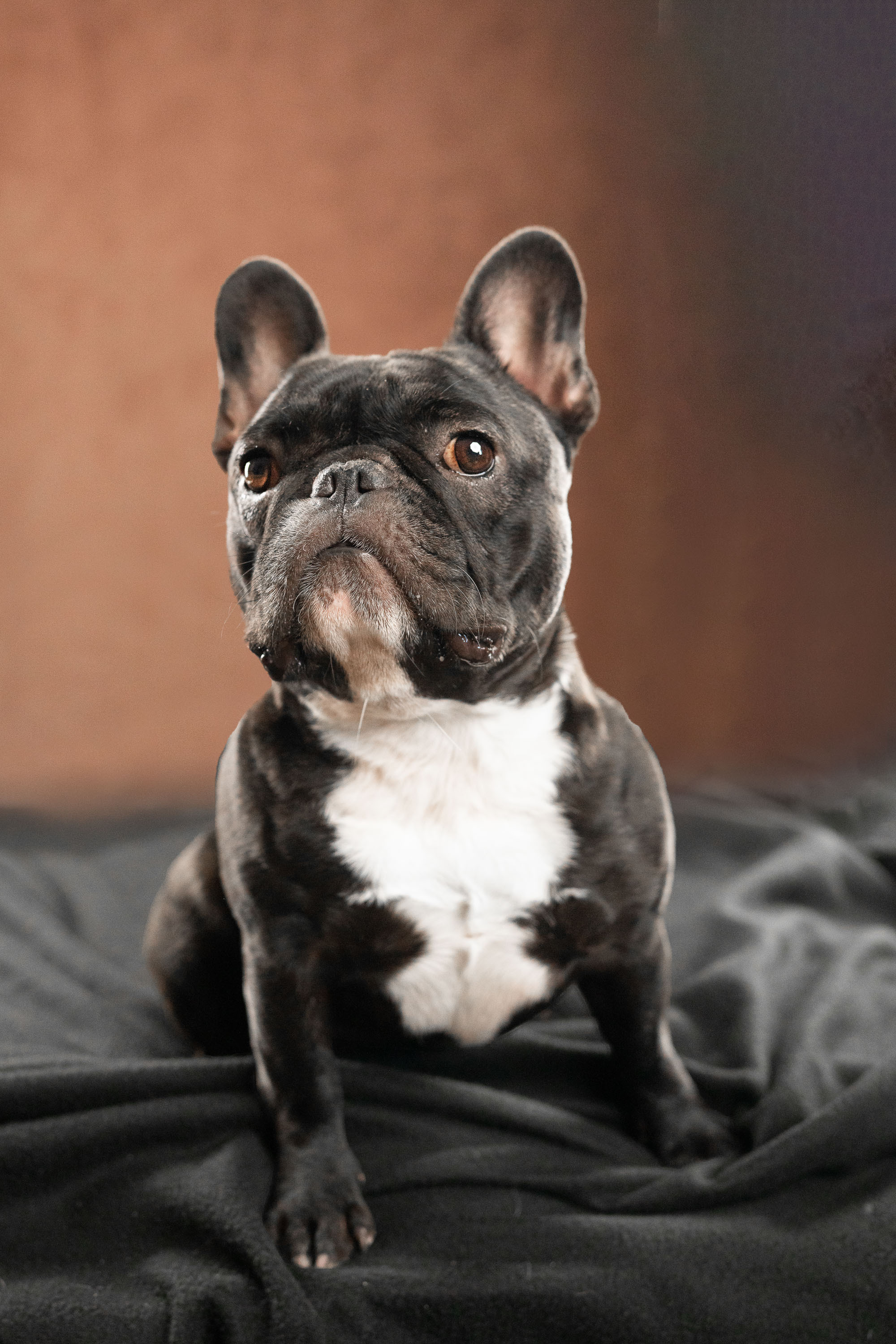 French Bulldog. Photographer Irina Kozhemyakina. Houston