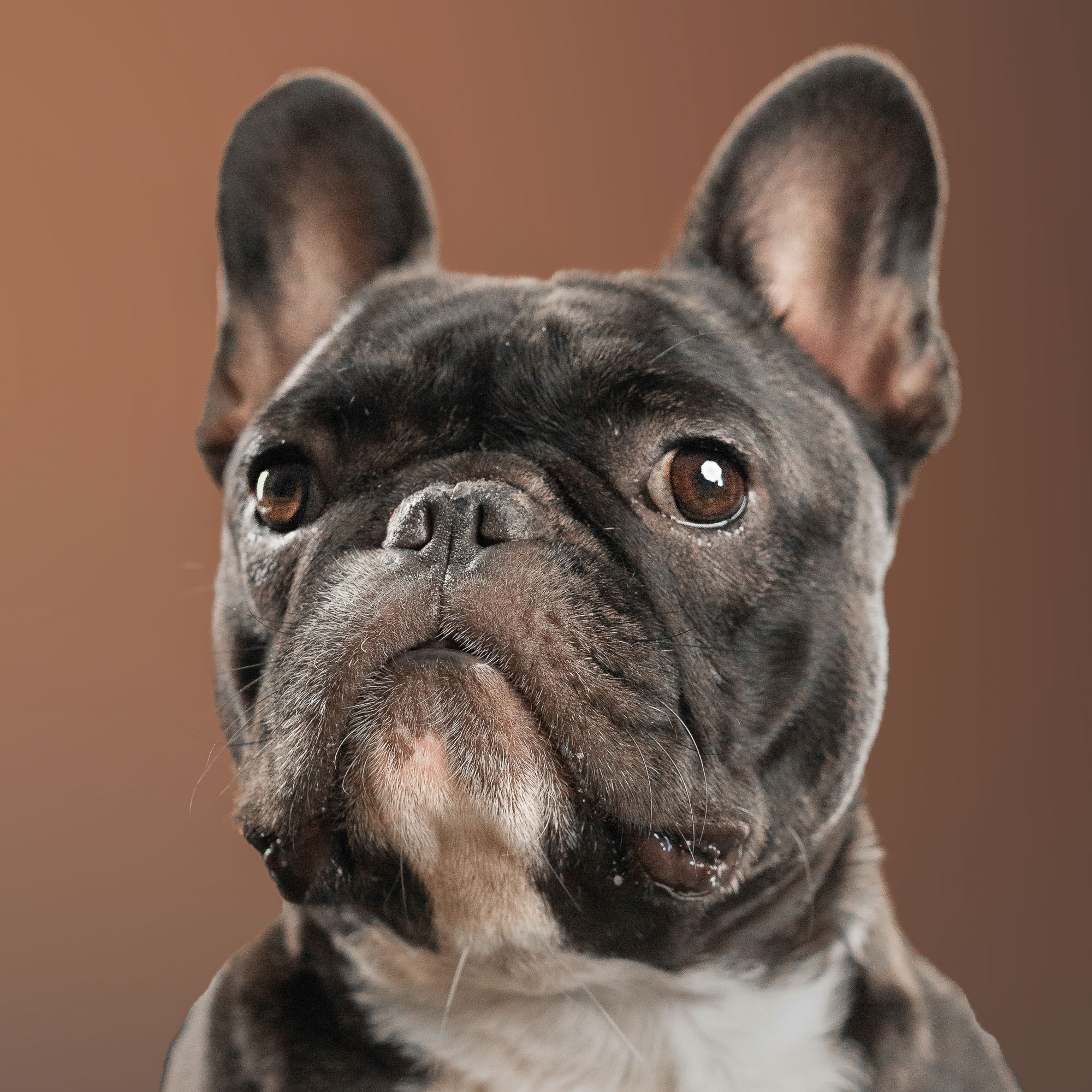 French Bulldog. Photographer Irina Kozhemyakina. Houston