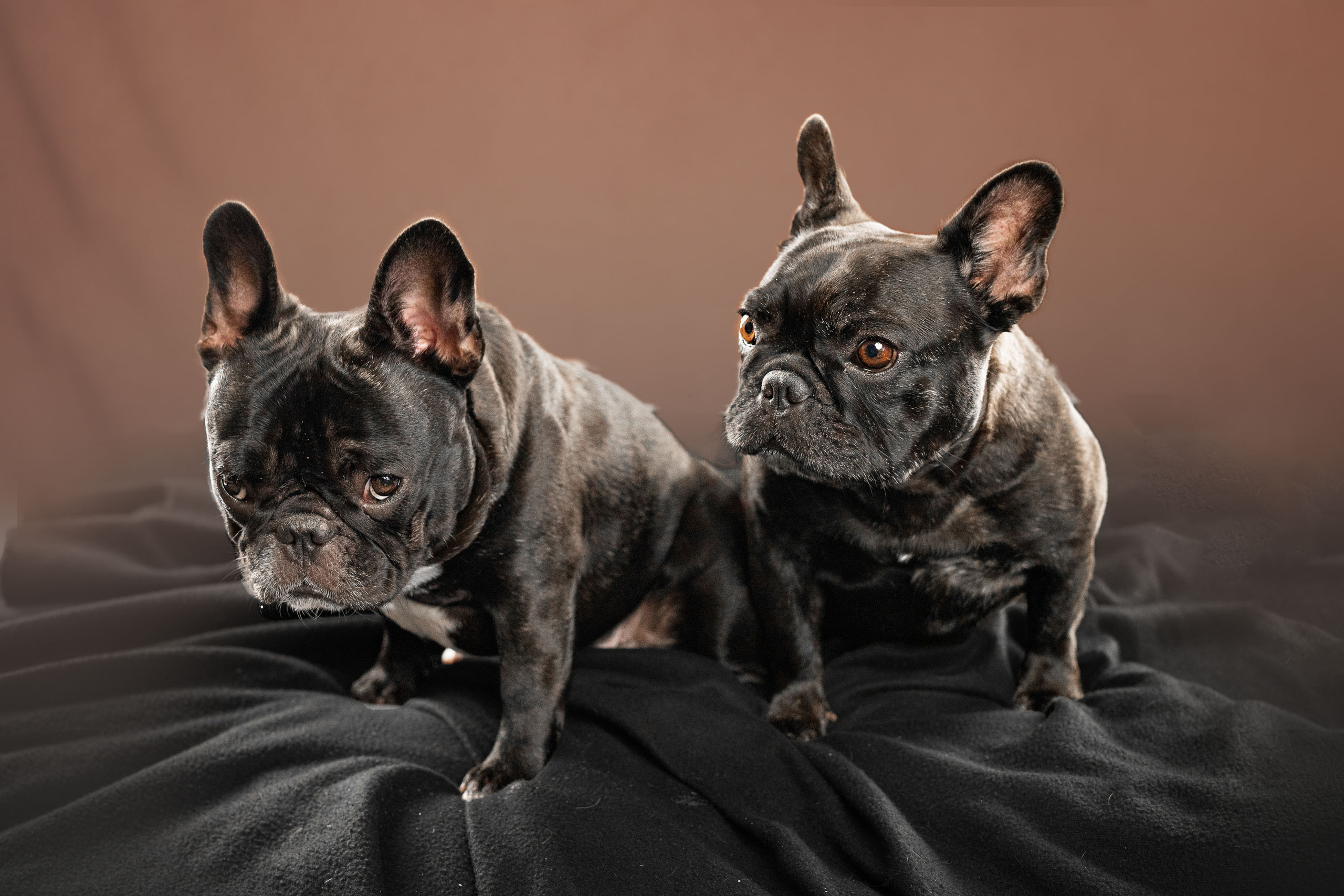 French Bulldog. Photographer Irina Kozhemyakina. Houston