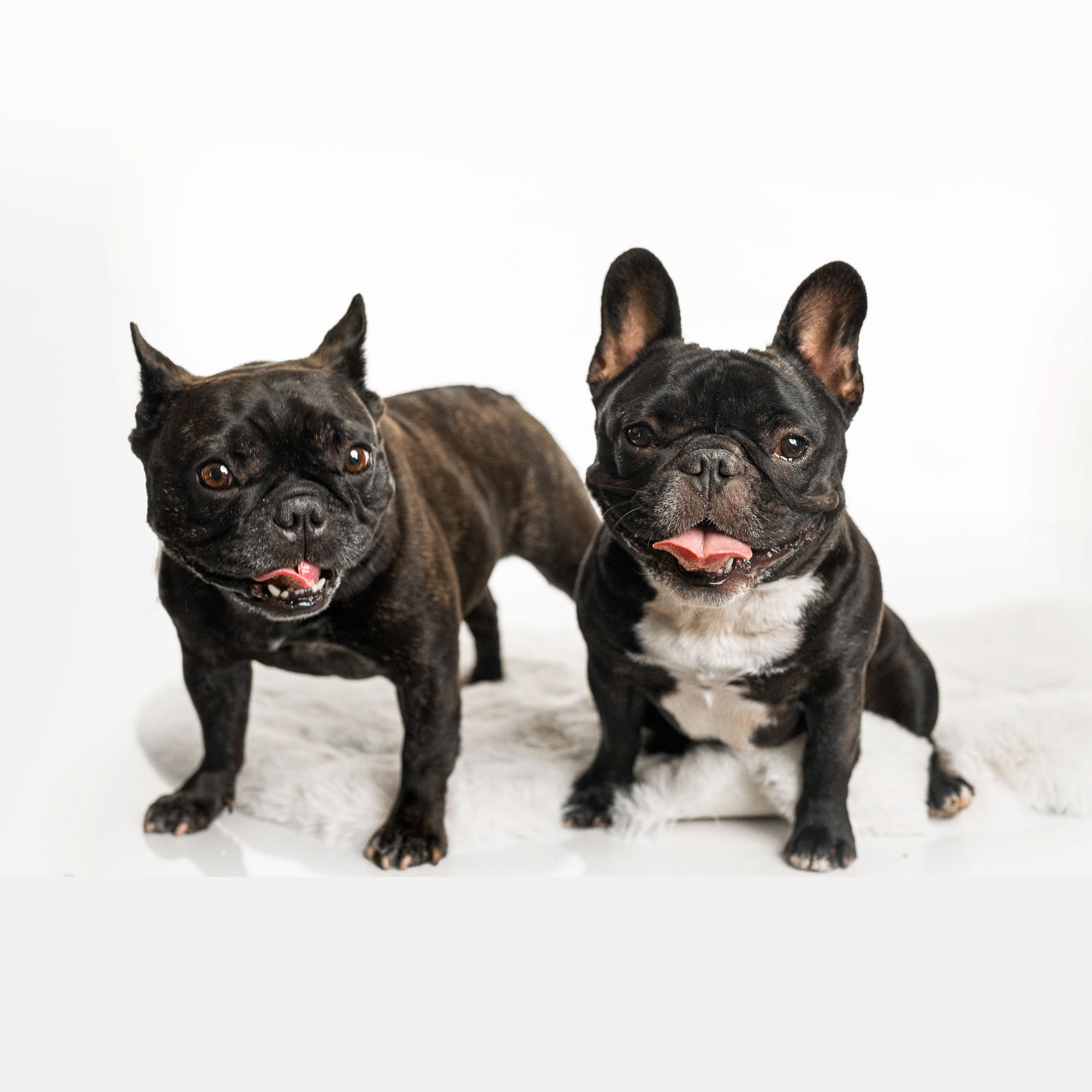 French Bulldog. Photographer Irina Kozhemyakina. Houston