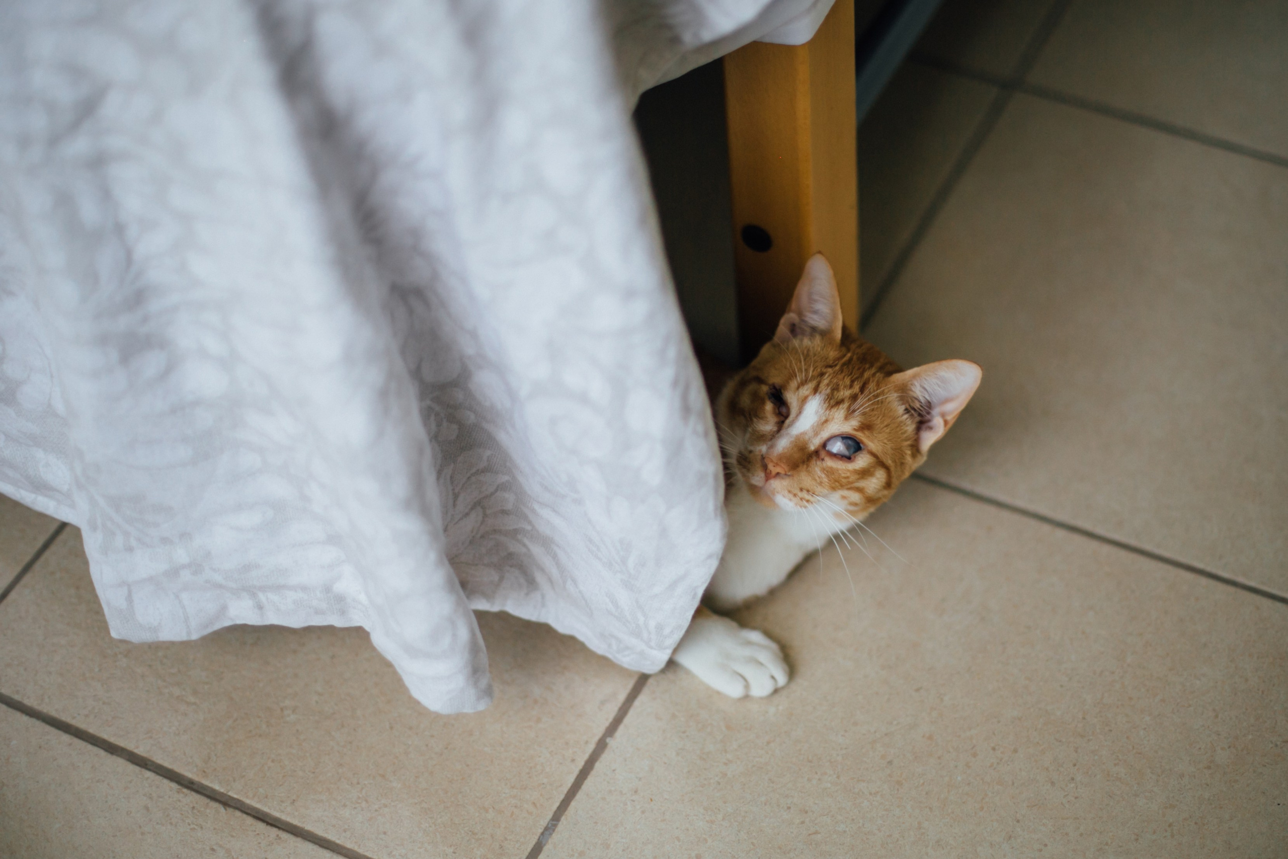 Sweet home. Family photographer in Israel