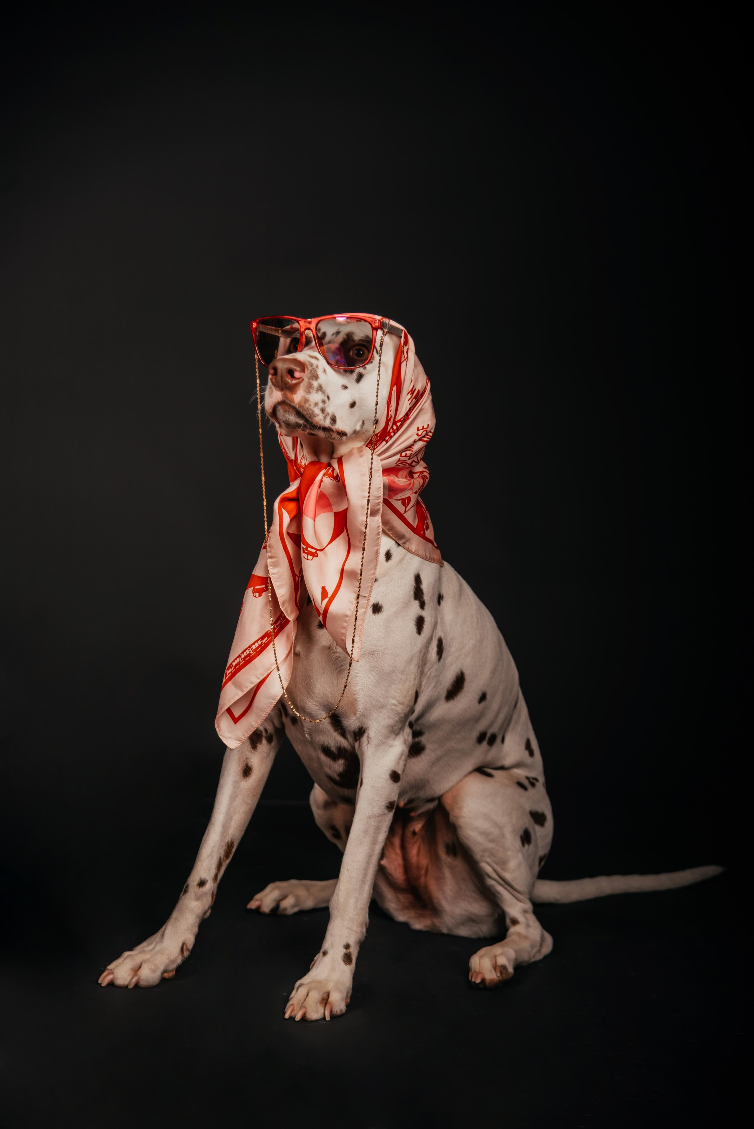 Fashion INTEPRETATION in dogs. Photographer in Luxembourg Tanita