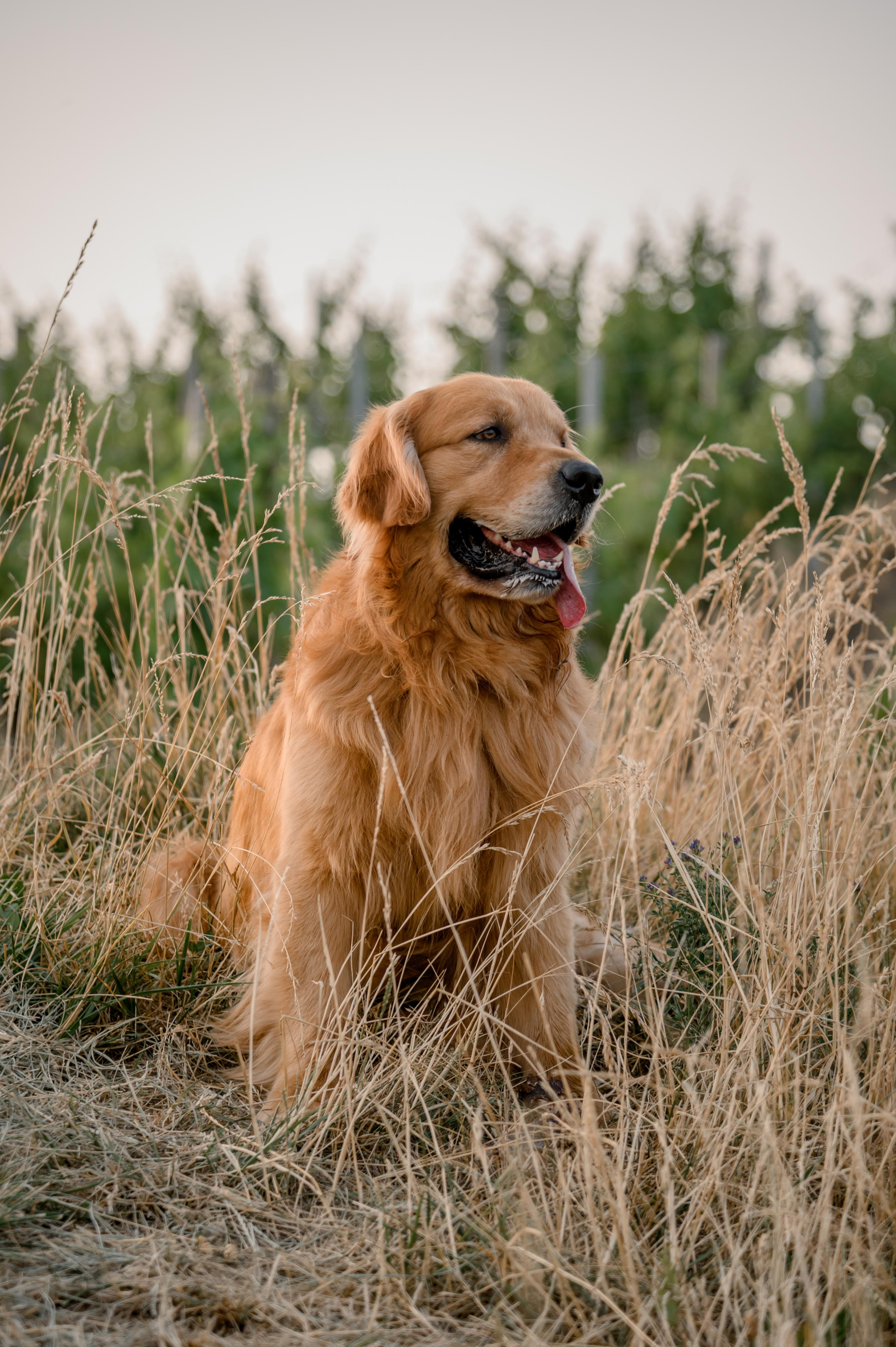 Story about love&dog in Moselle. Photographer in Luxembourg Tanita